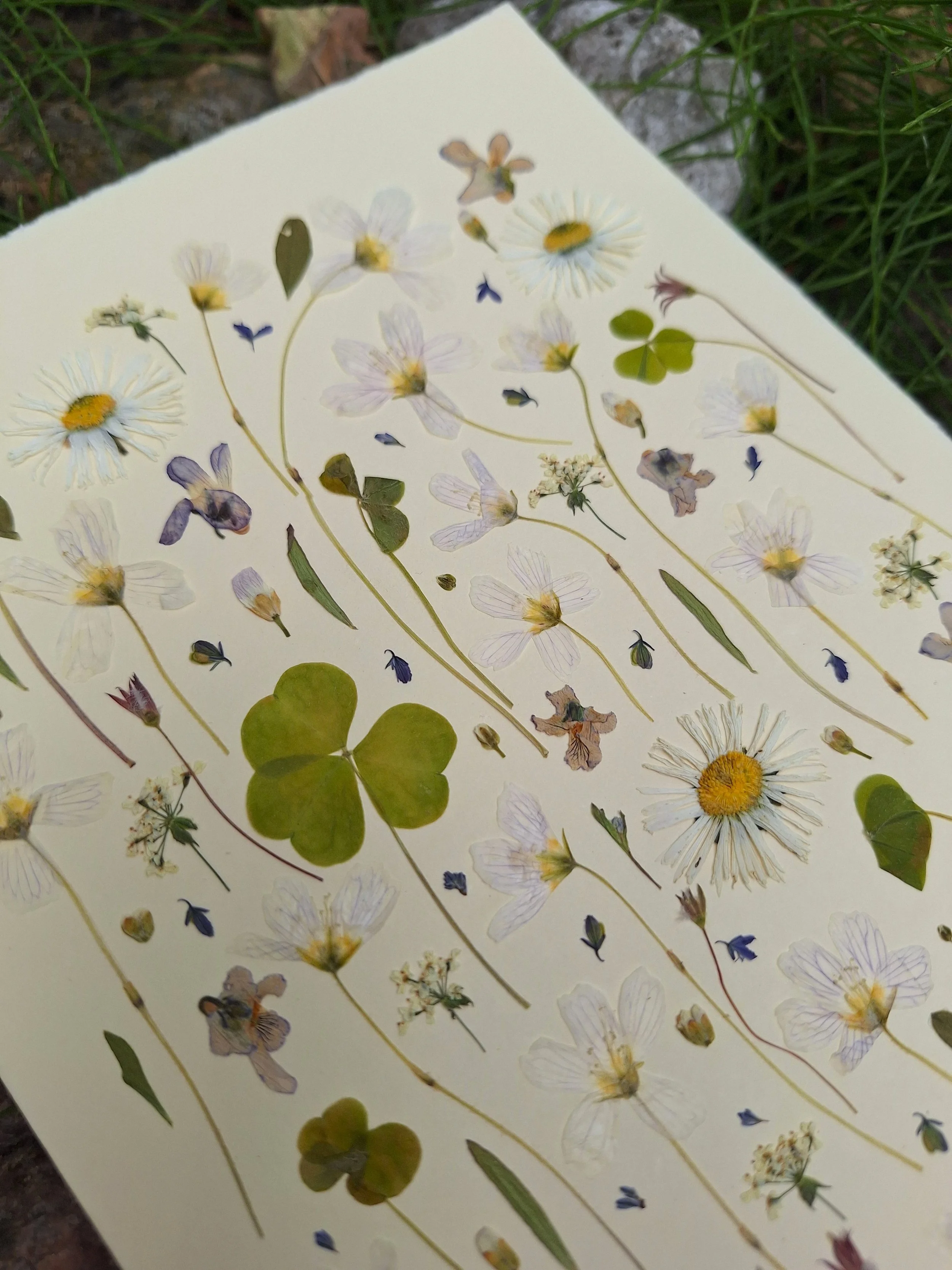 An A5 card with pressed flowers by Kai Lillekaardid featuring an airy vertical arrangement of white wood sorrel and other wildflowers on handmade paper.