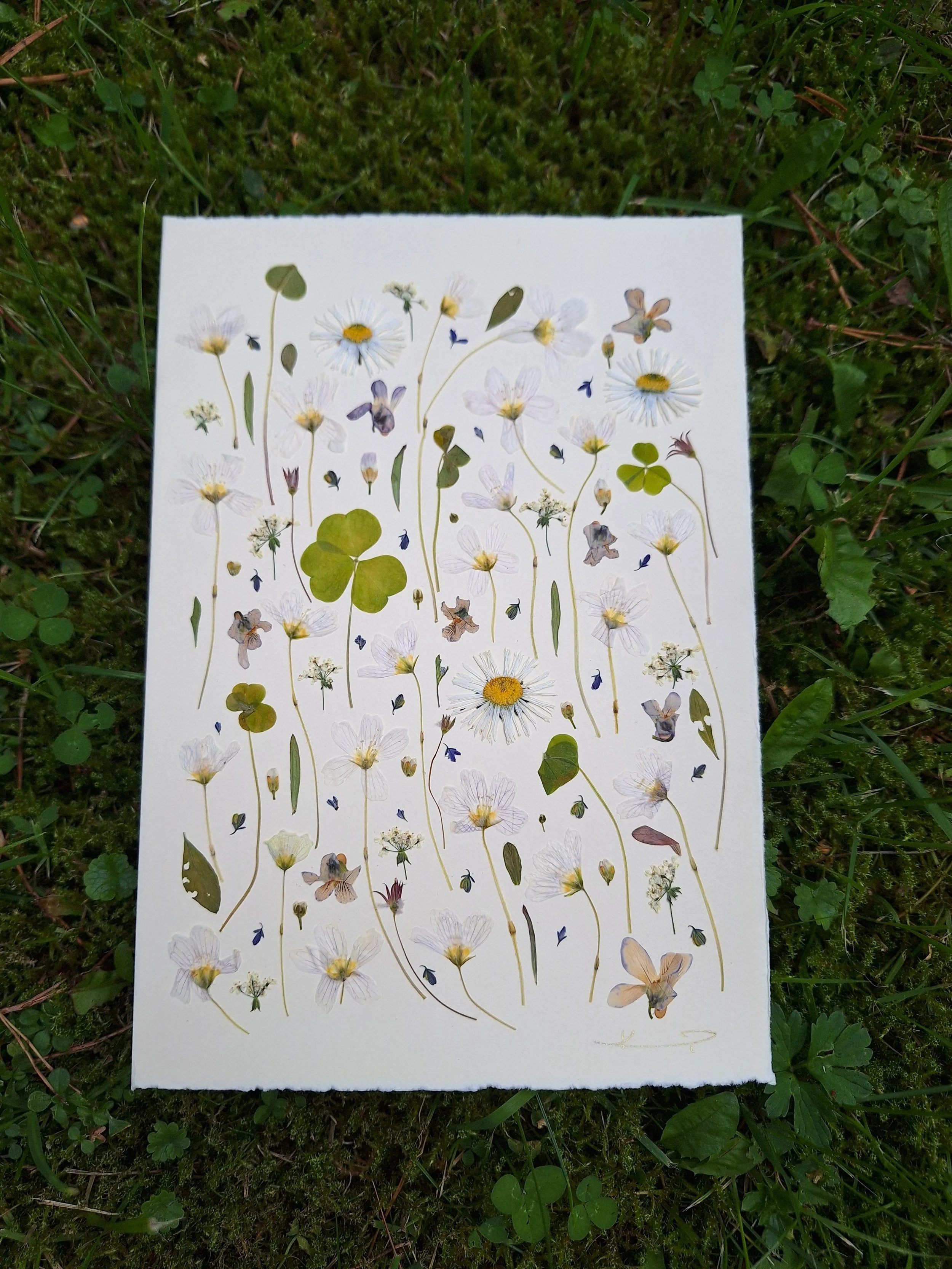 An A5 card with pressed flowers by Kai Lillekaardid featuring an airy vertical arrangement of white wood sorrel and other wildflowers on handmade paper.