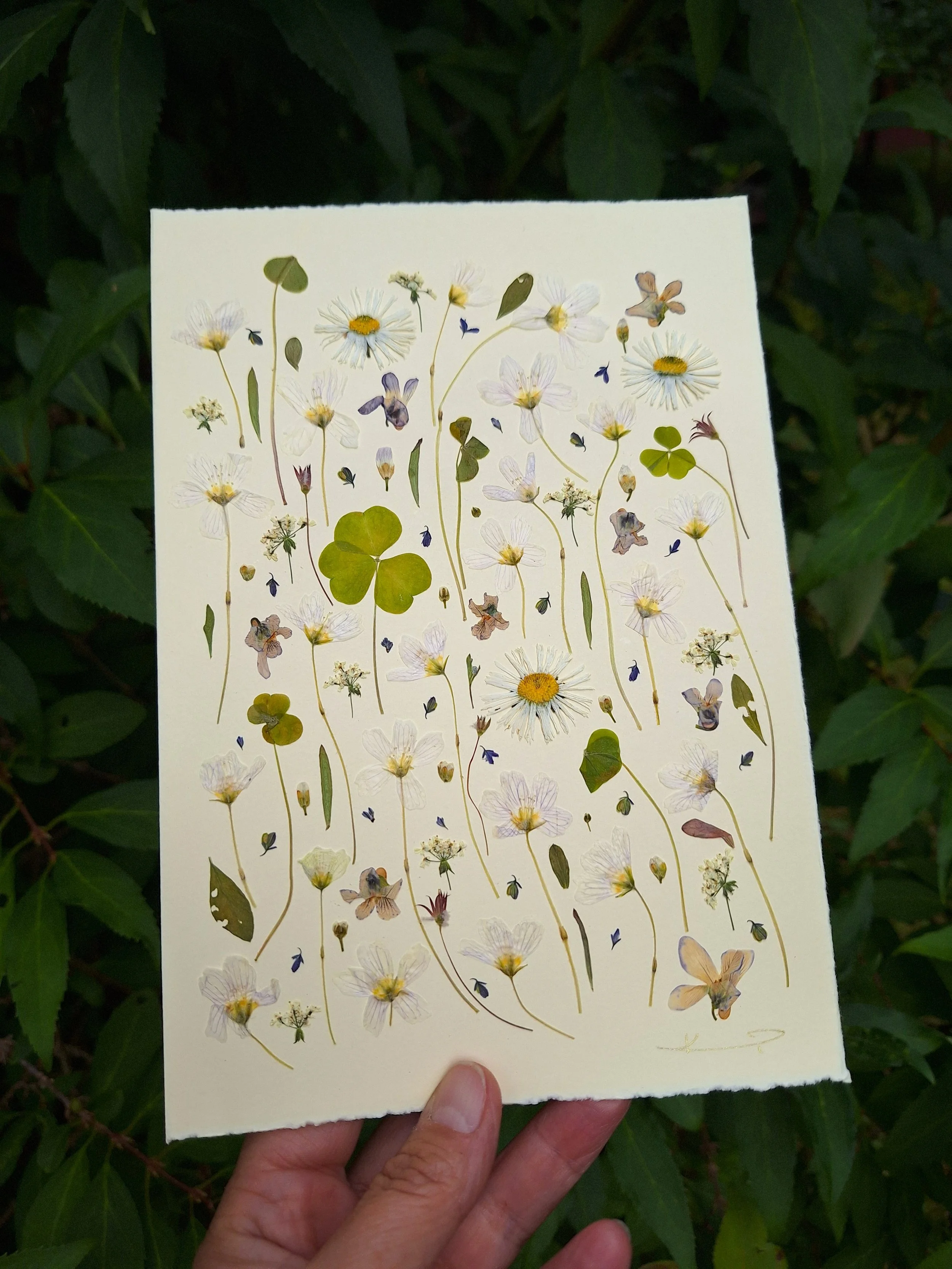 An A5 card with pressed flowers by Kai Lillekaardid featuring an airy vertical arrangement of white wood sorrel and other wildflowers on handmade paper.
