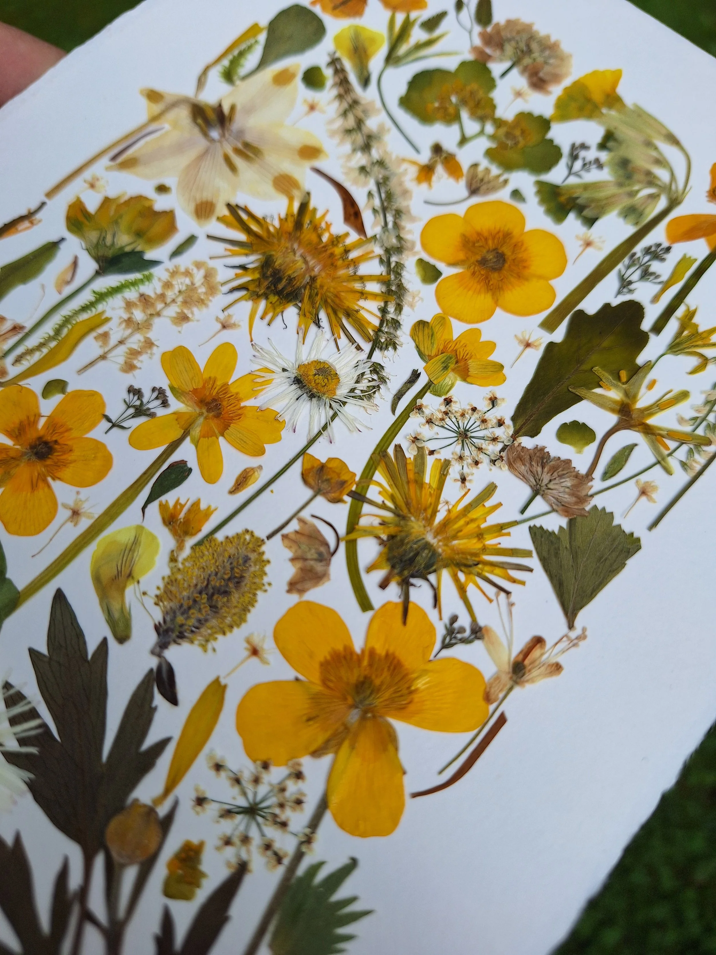 An arrangement of various pressed and dried flowers and leaves on a white background.