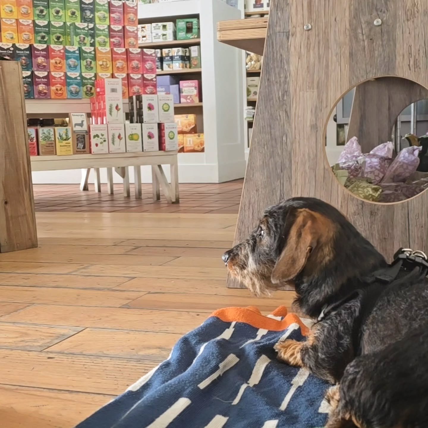 Another Sunday shift done for Willem. 🐾
Thank you for all the kind words and visits over Easter &mdash; it really does mean everything. Lots of exciting deliveries landing this week, so swing by and see what's new!