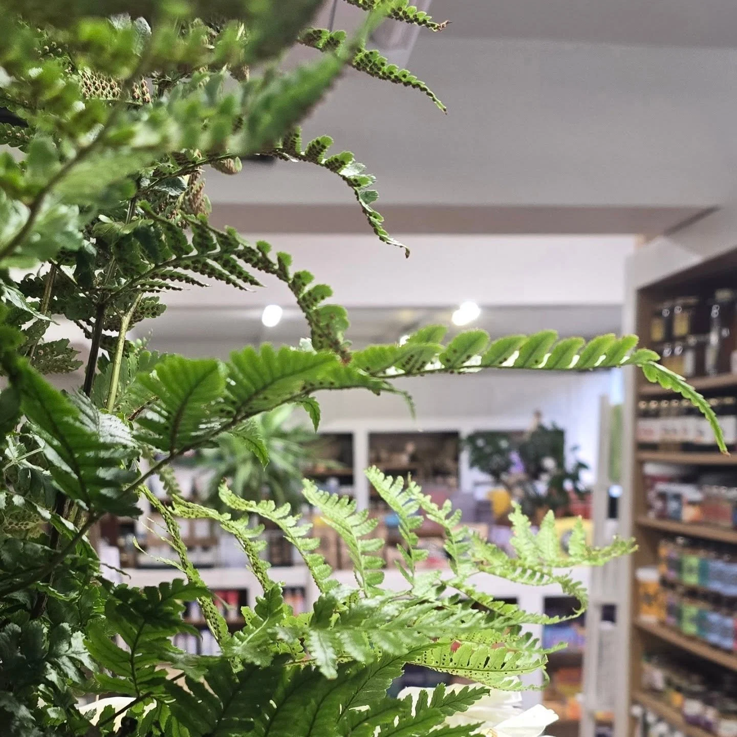Some things have been quietly growing while we've been away. 🌿
We're back open tomorrow, refreshed and ready &mdash; with new arrivals, restocked shelves, and a shop that's feeling very much like spring.
If you've been meaning to pop in, now's a goo