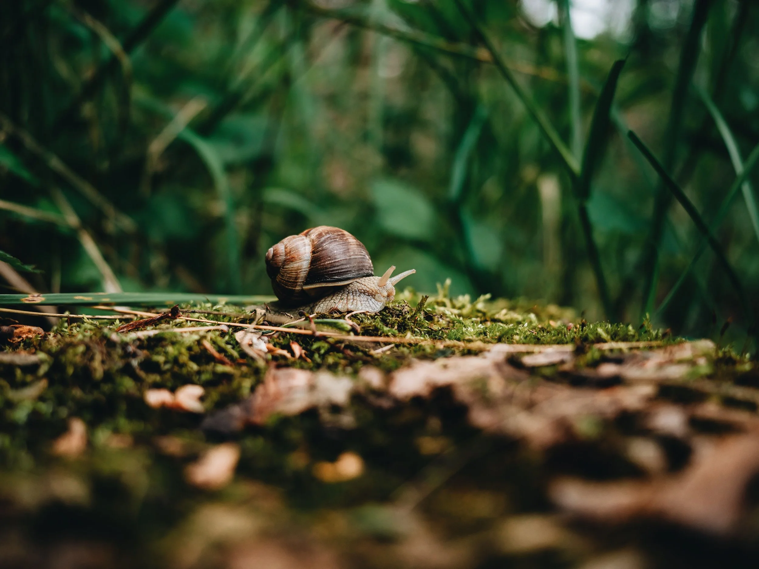  snail skincare: korean beauty lands at apothecary 27