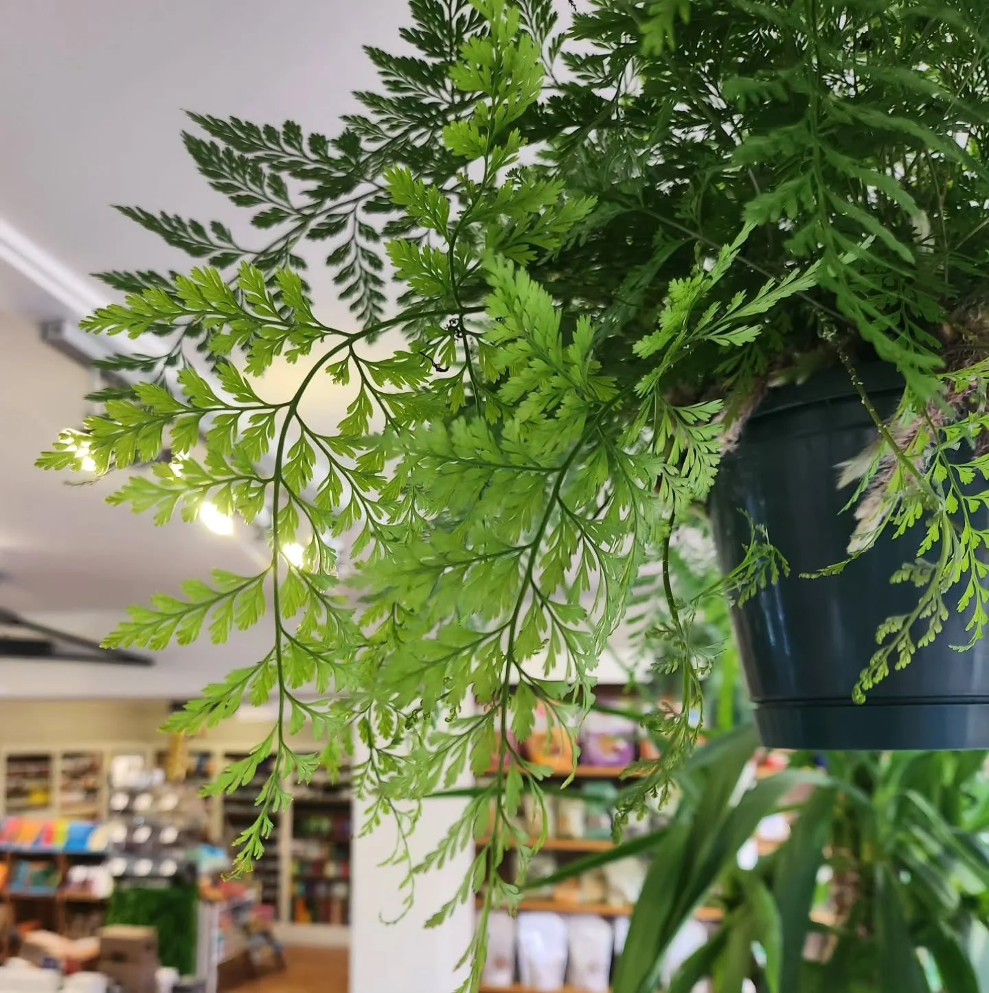 Outside Inside 🌿