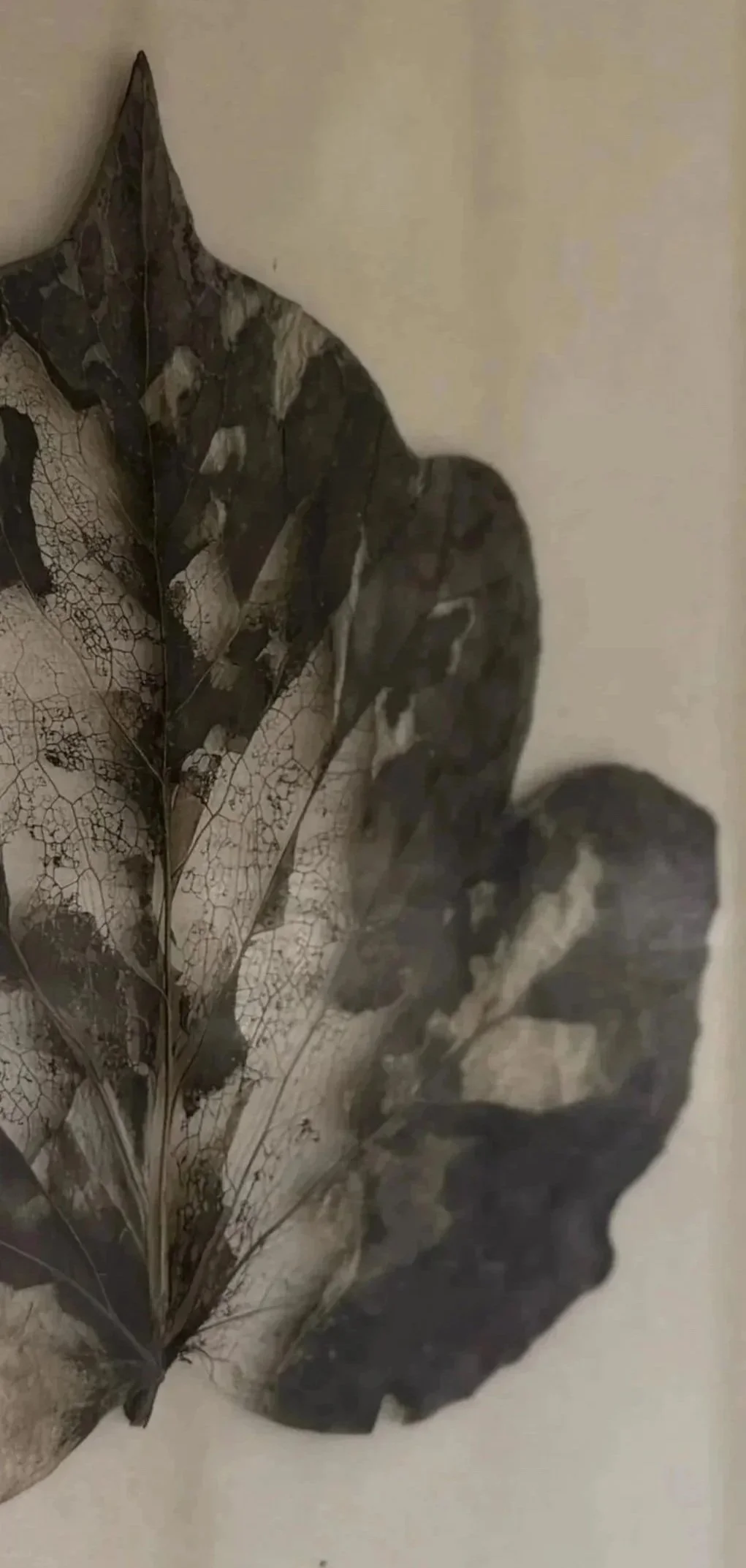 A dried leaf with visible veins and a dark, mottled pattern lying against a light-colored surface.