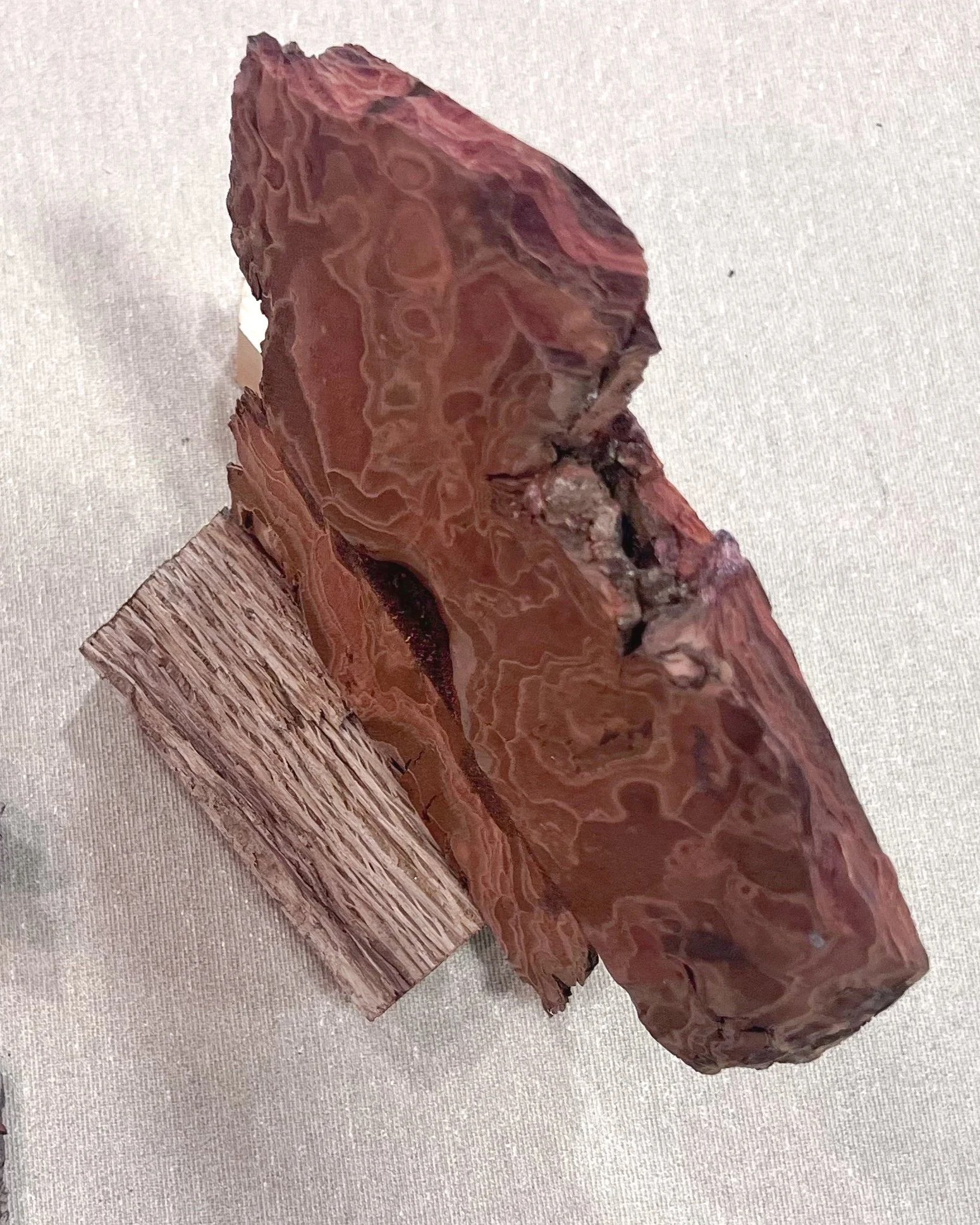 Close-up of polished red and brown banded petrified wood pieces on a neutral fabric surface.