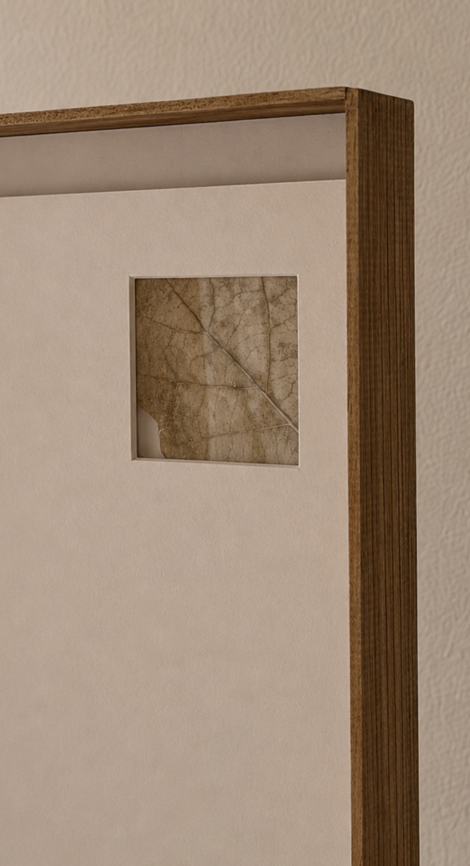 Close-up of a framed botanical art piece featuring a dried, preserved leaf behind glass, mounted on a white background with a wooden frame.