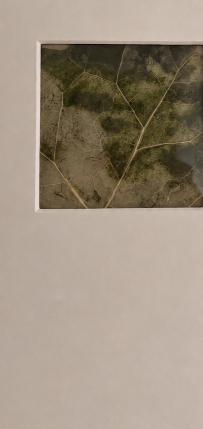 Close-up of a framed leaf with visible veins on a white background.