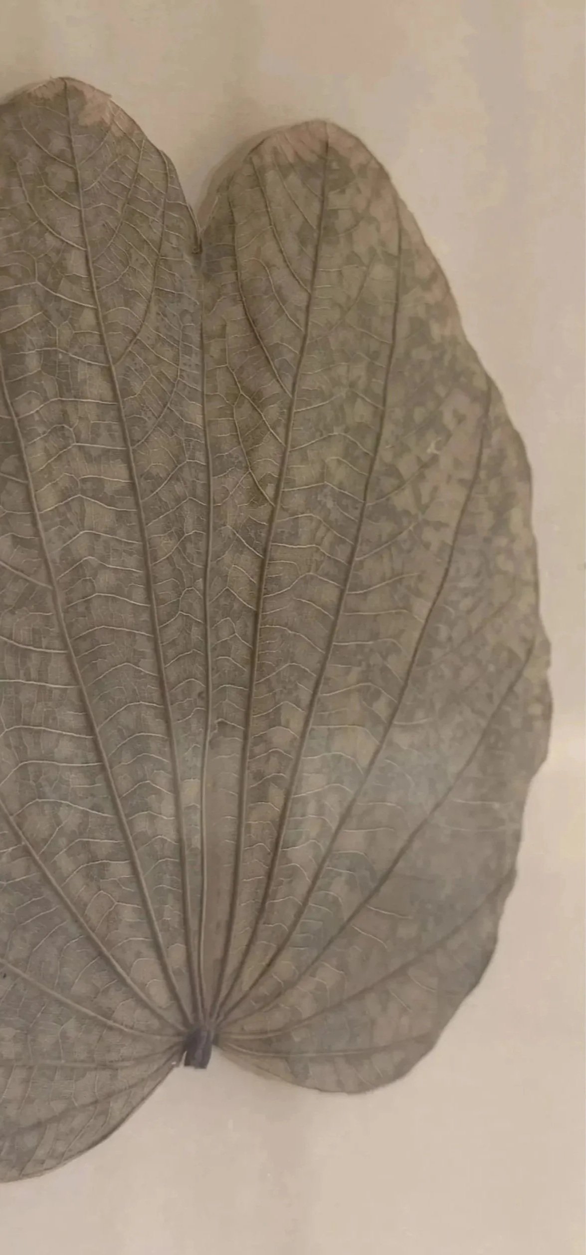 Close-up of a dried, translucent leaf with visible veins on a light background.
