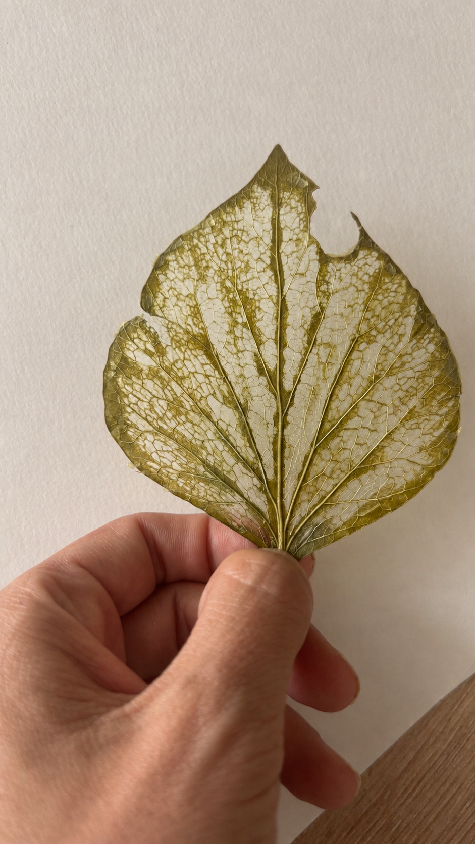 A person's hand holding a dried, skeletal leaf with visible veins against a plain wall background.