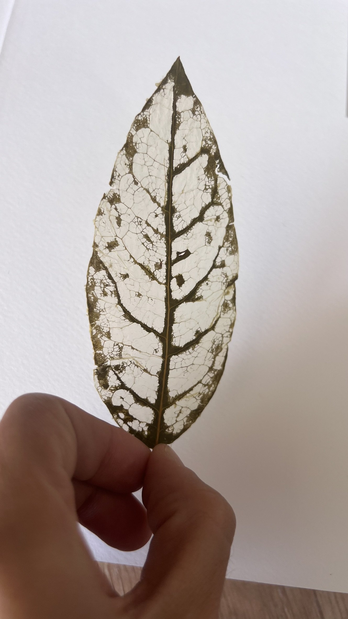 A person holding a transparent, dried leaf showing intricate vein patterns against a light background.
