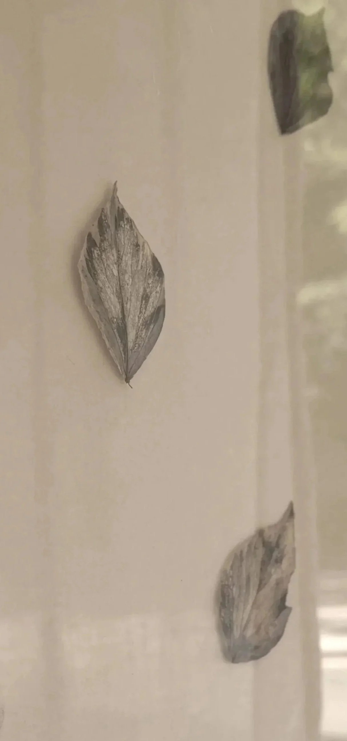 Dried, curled leaves arranged in a pattern on a white surface.