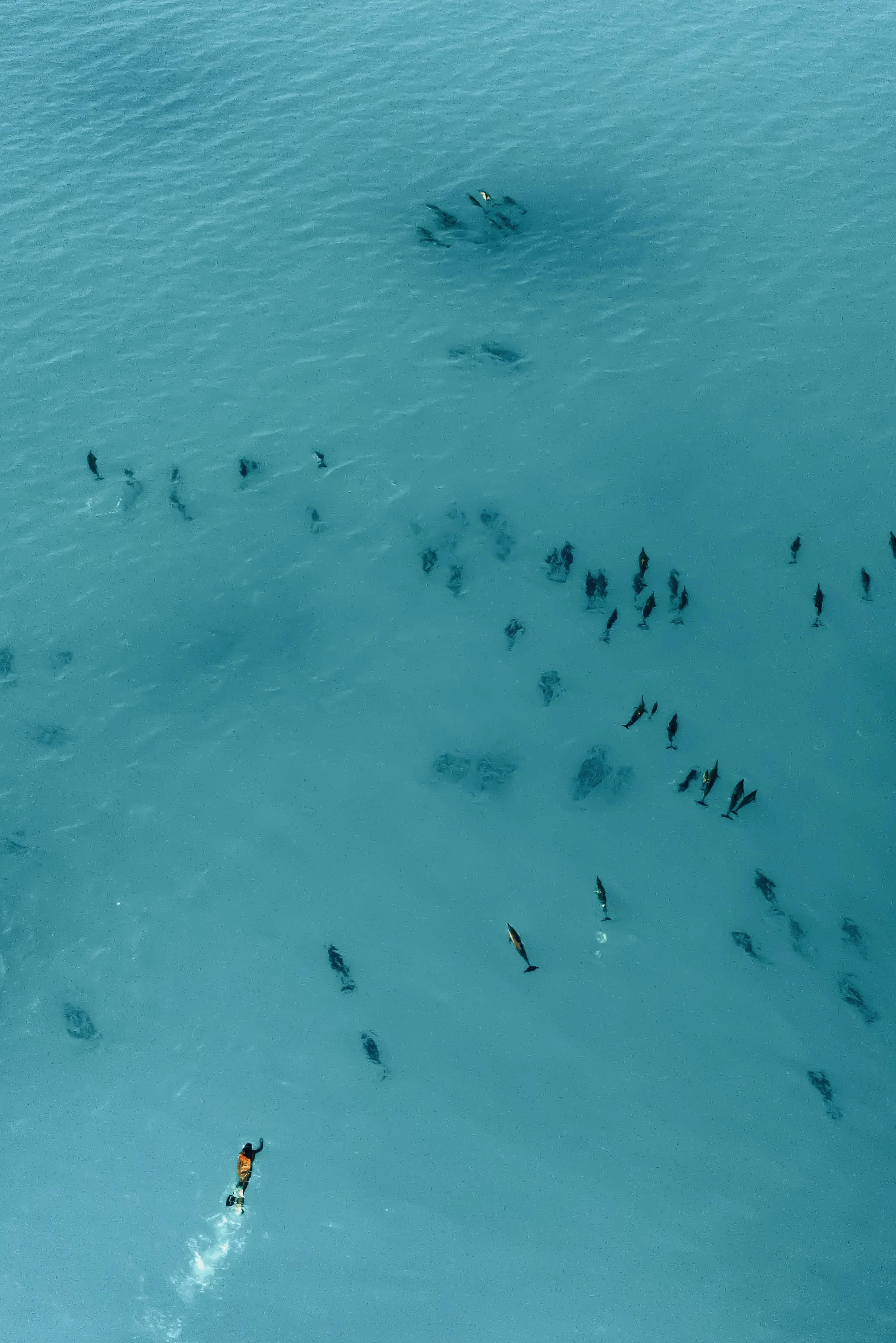 A dolphin snorkeling trip that will leave you in awe