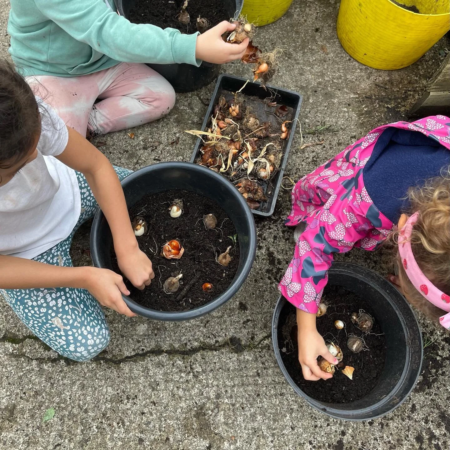 planting bulbs.jpg