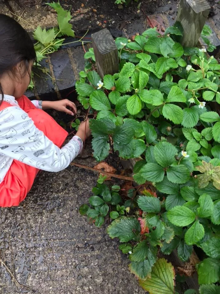 picking strawberries 6-9-20.jpg