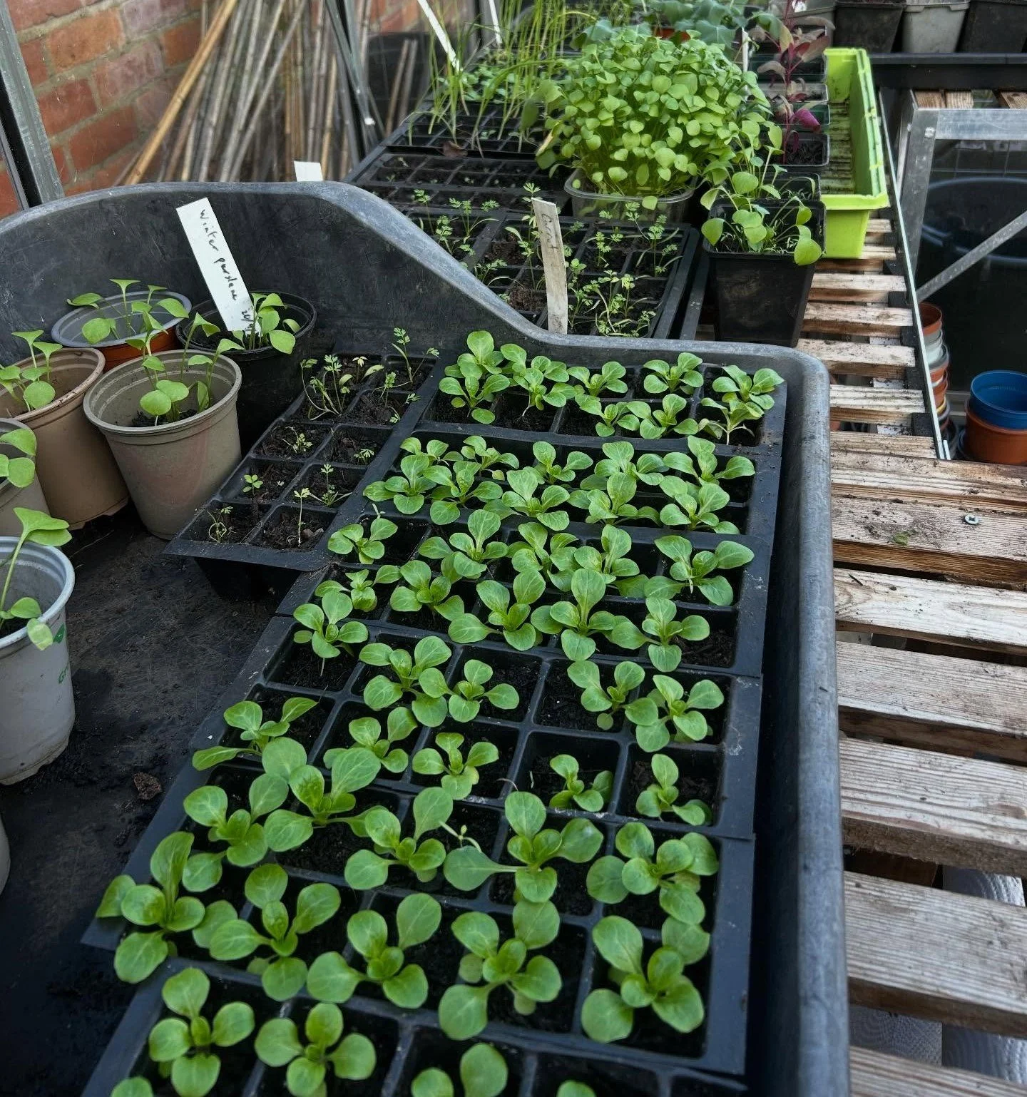 seedlings 20-11-26 [2].jpg