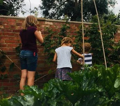 picking raspberries 31-8-18 [2].jpg