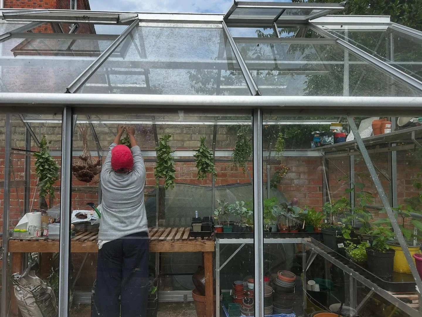 hanging herbs in greenhouse 12-6-25.jpg