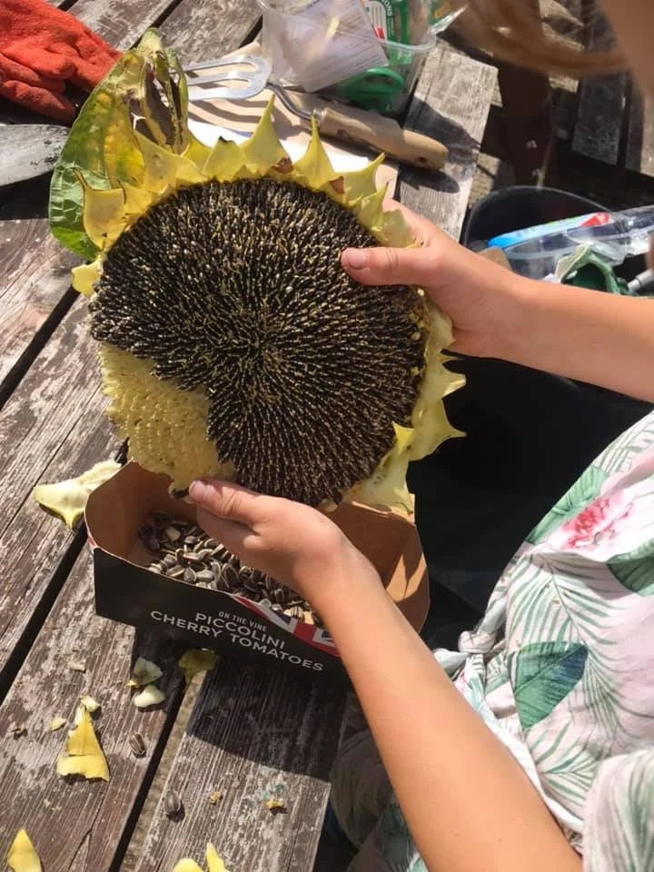 harvseting sunflower seeds 6-9-20.jpg