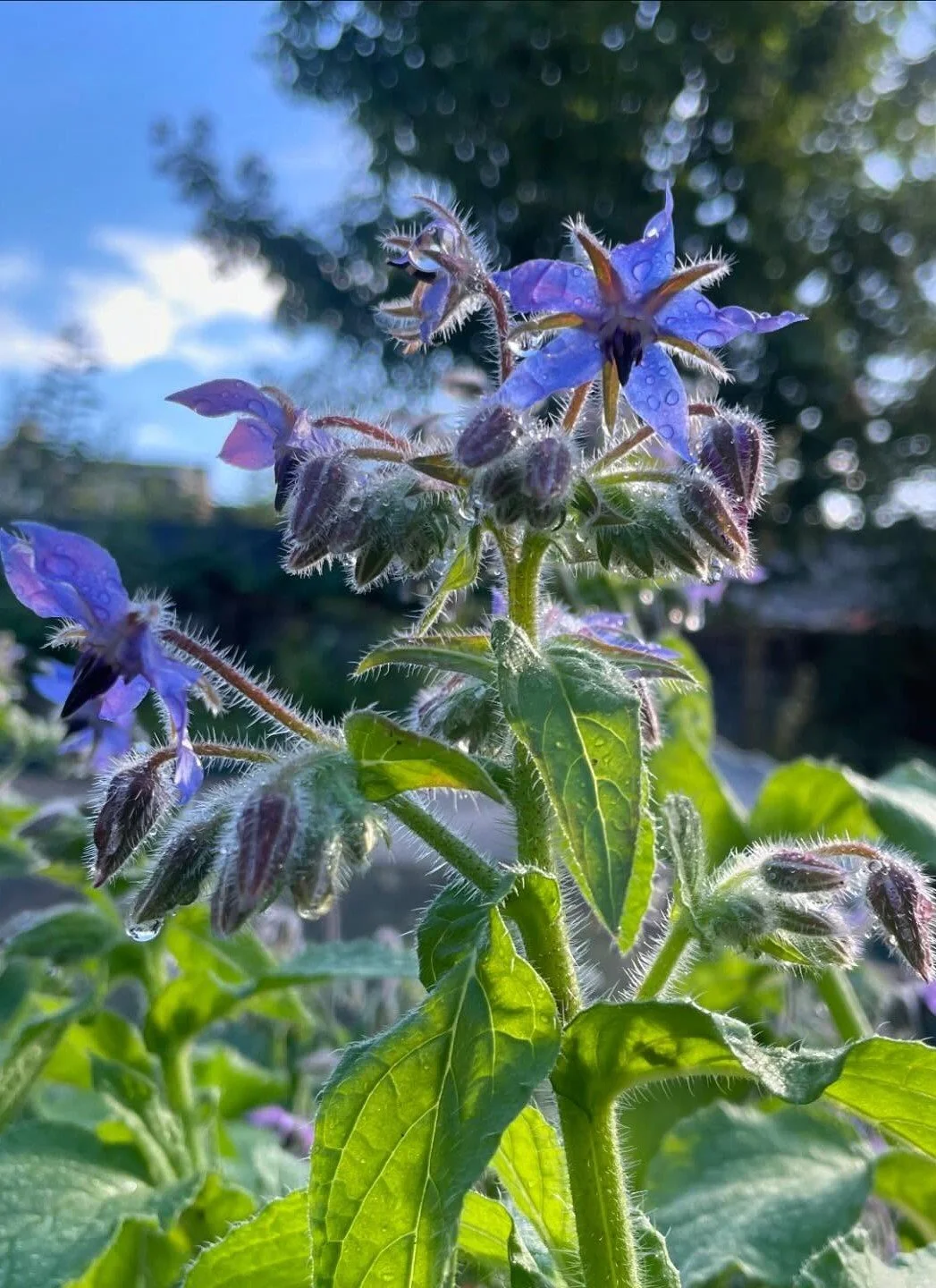 May plant sale and open afternoon