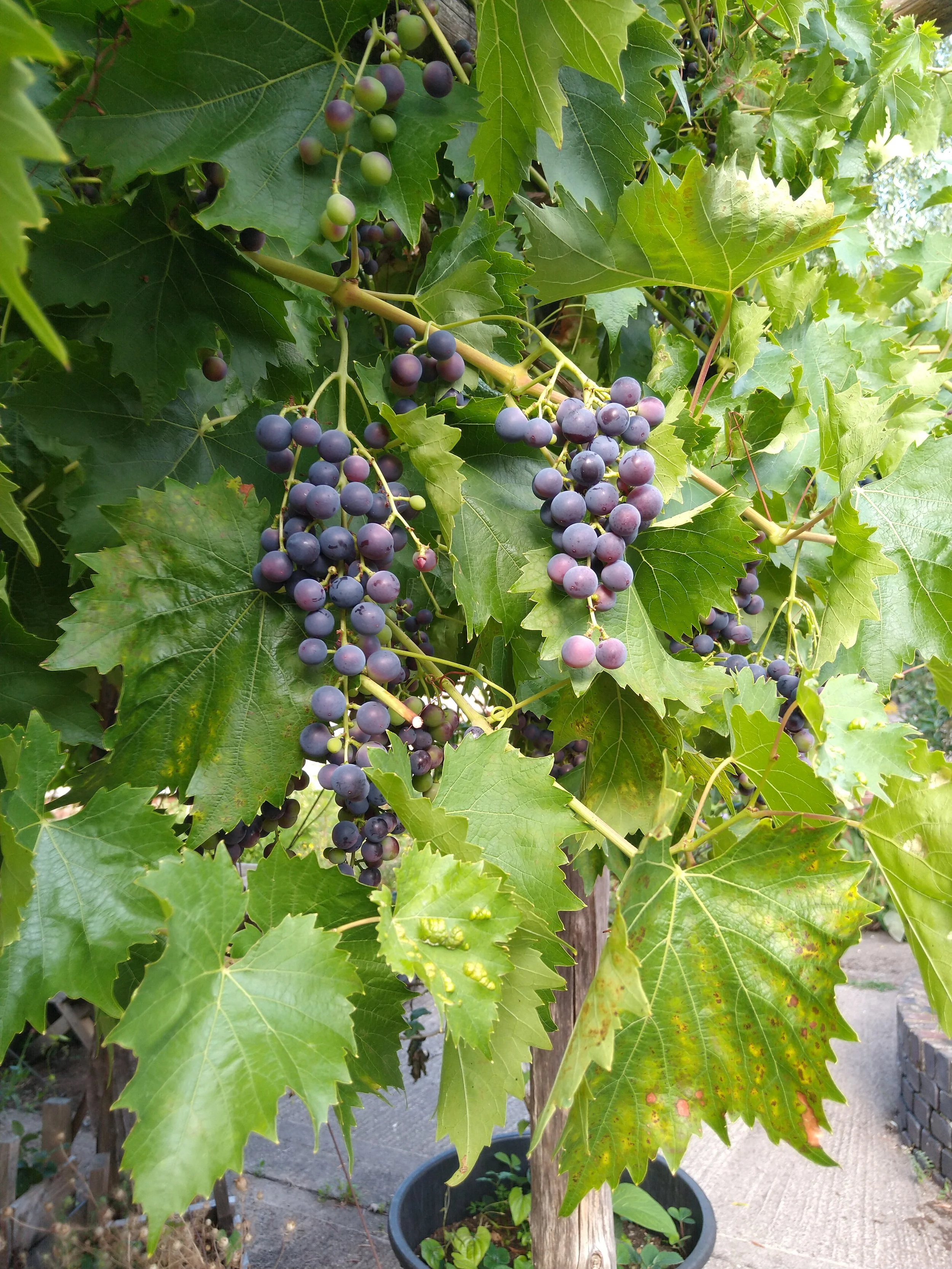 Autumn plant sale and open afternoon
