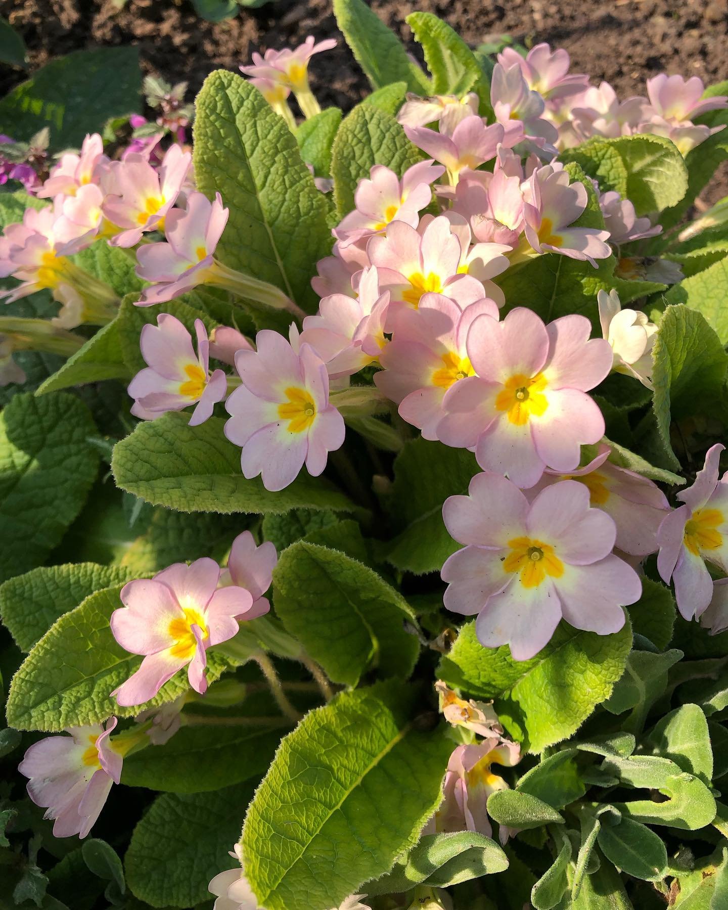 May open afternoon