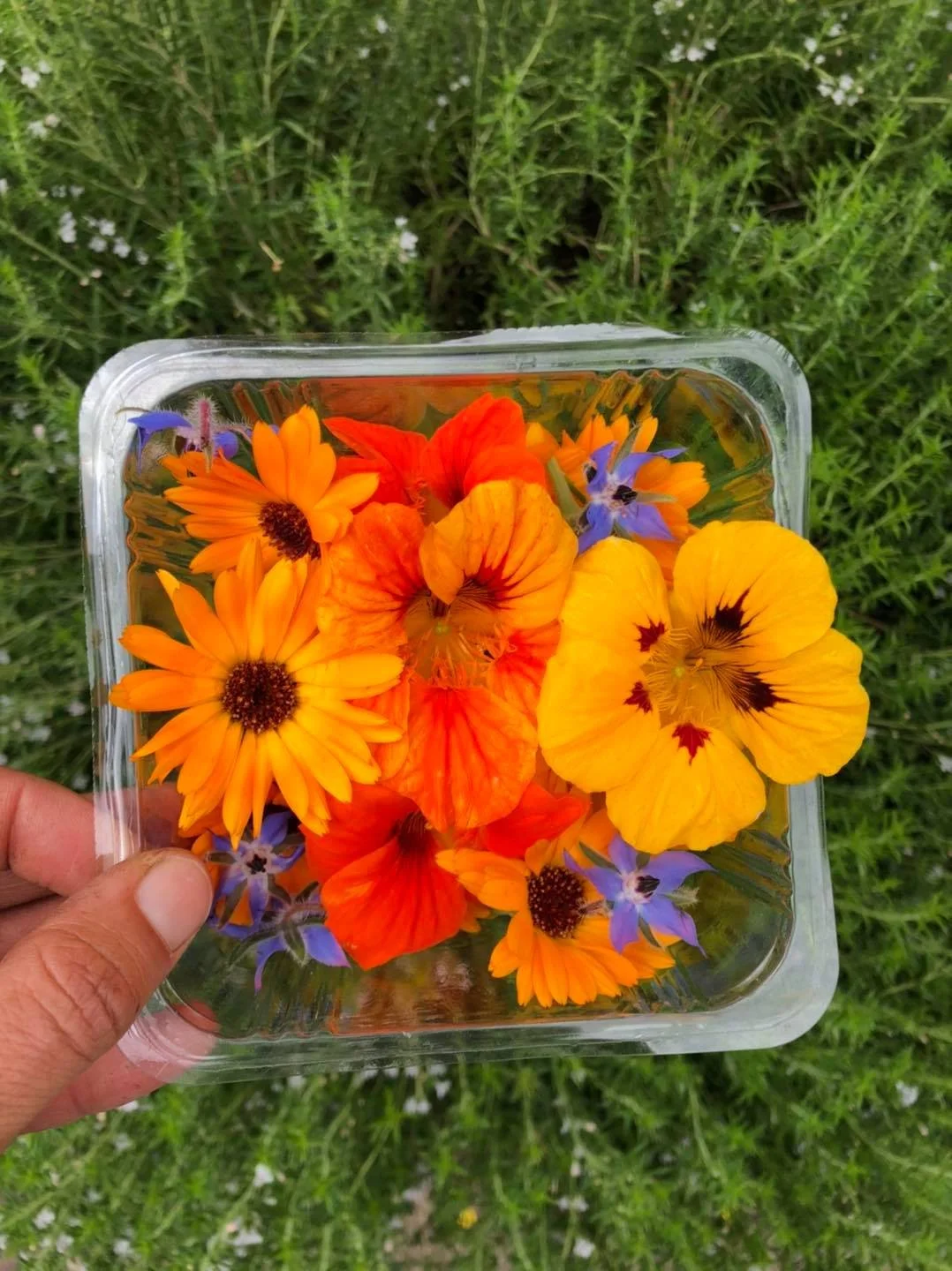 flowers in bowl 17-7-21.jpg