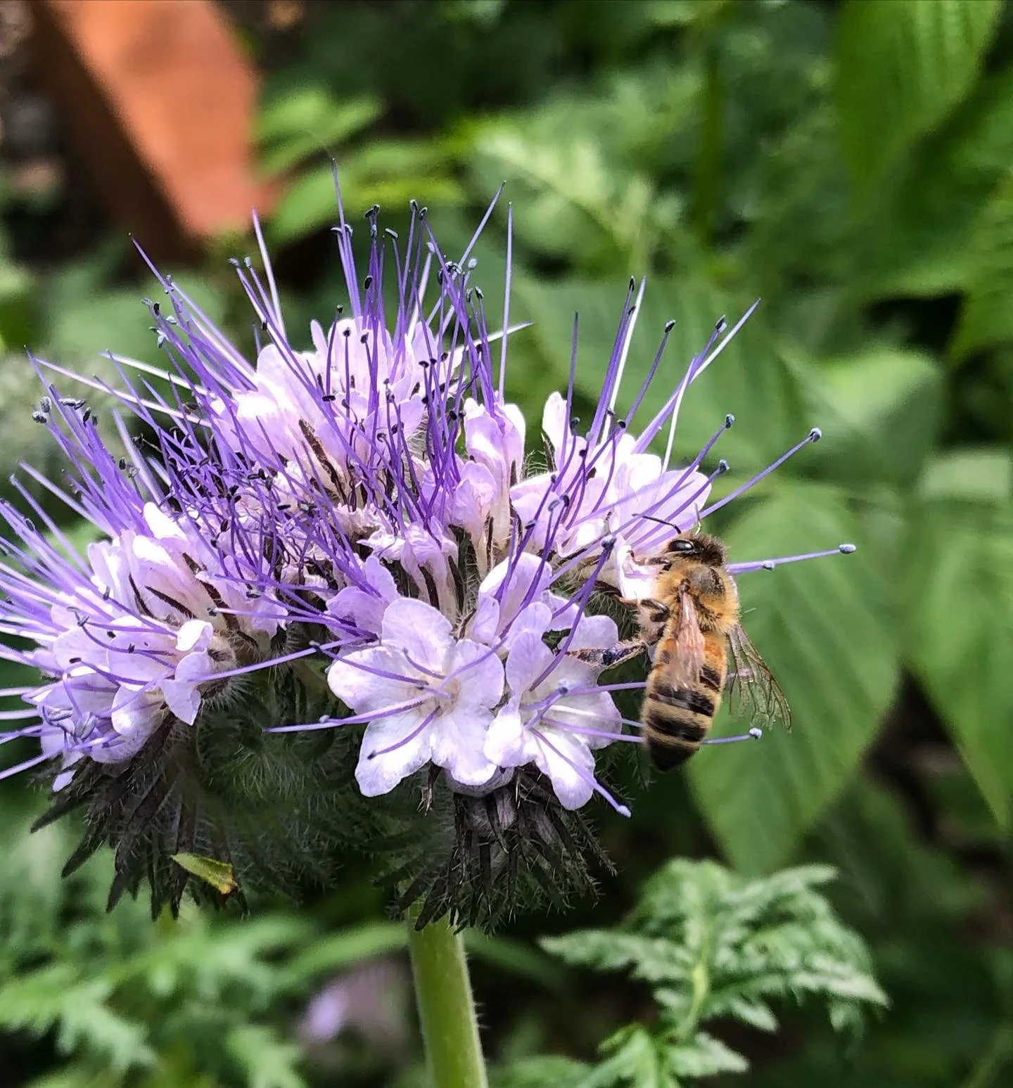 phacelia and bee 20-5-22.jpg