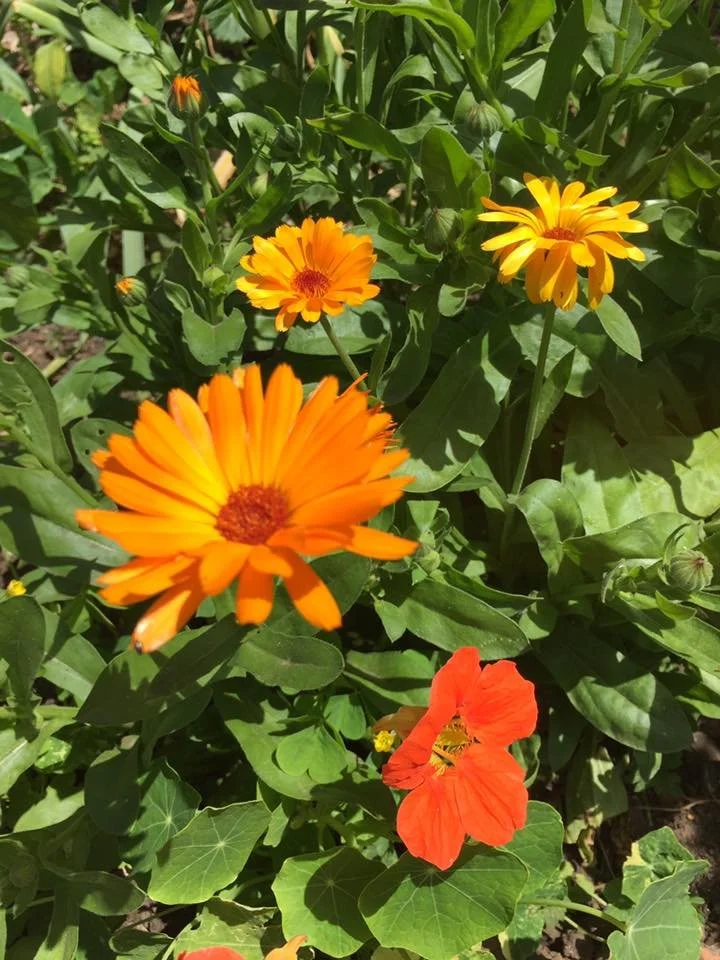 calendula 29-6-18.jpg