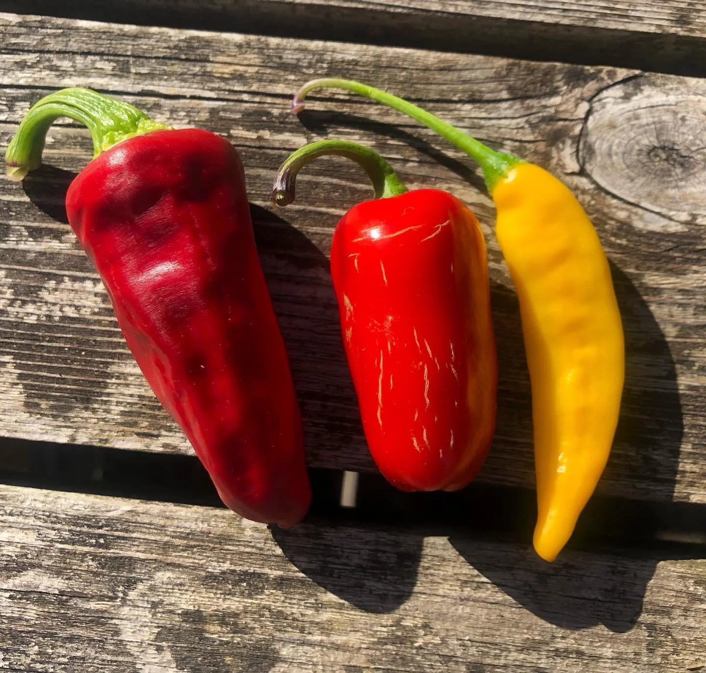 peppers 10-9-22.jpg
