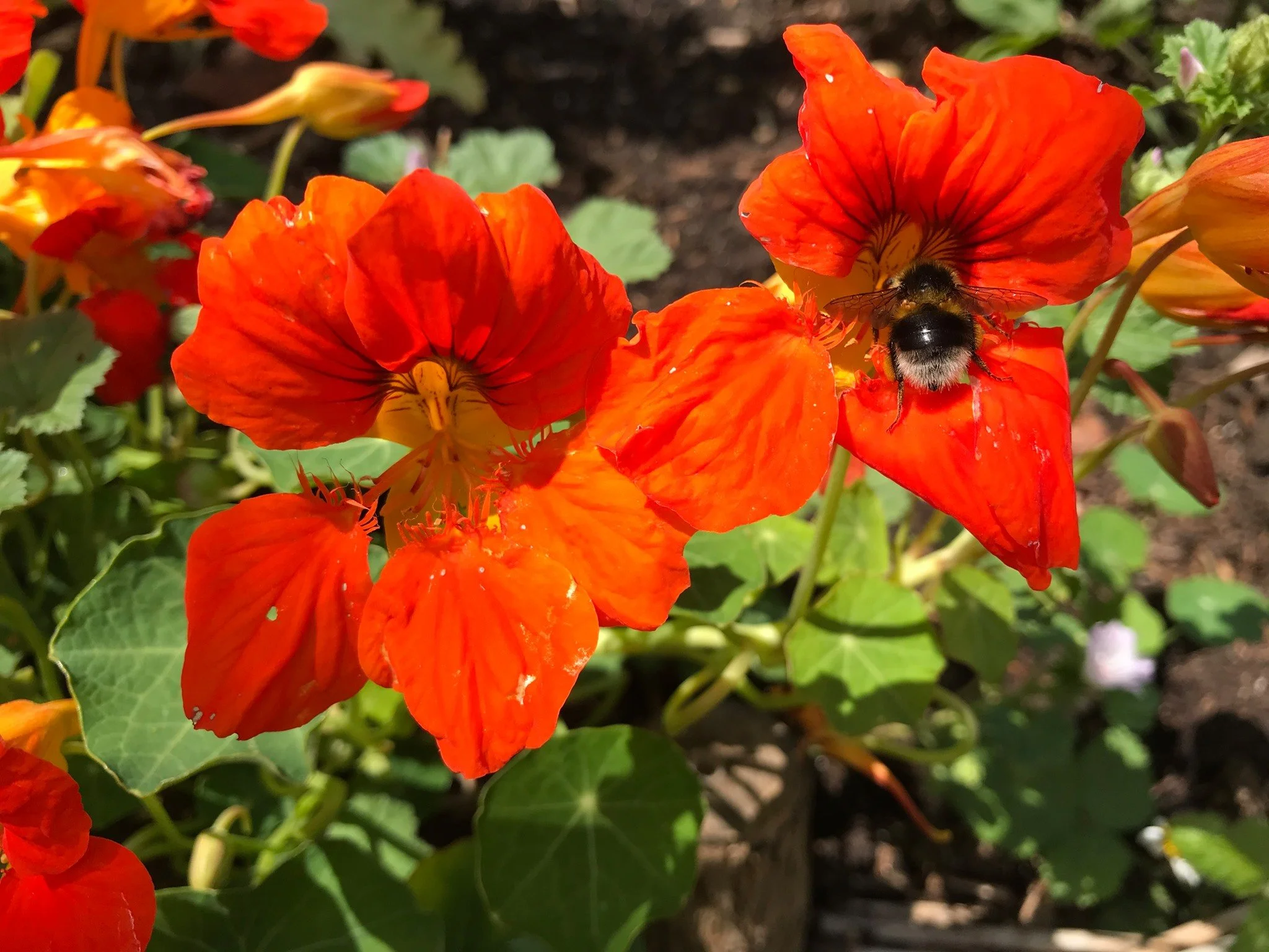 nasturtium 13-7-20.jpg