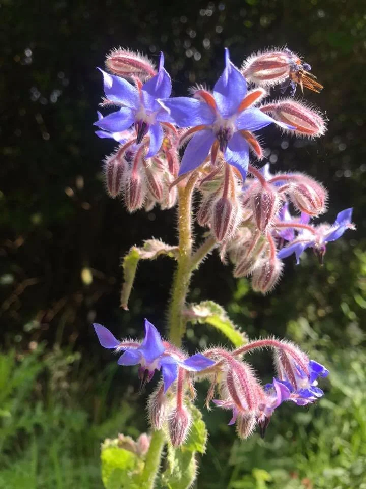 borage 21-6-19.jpg