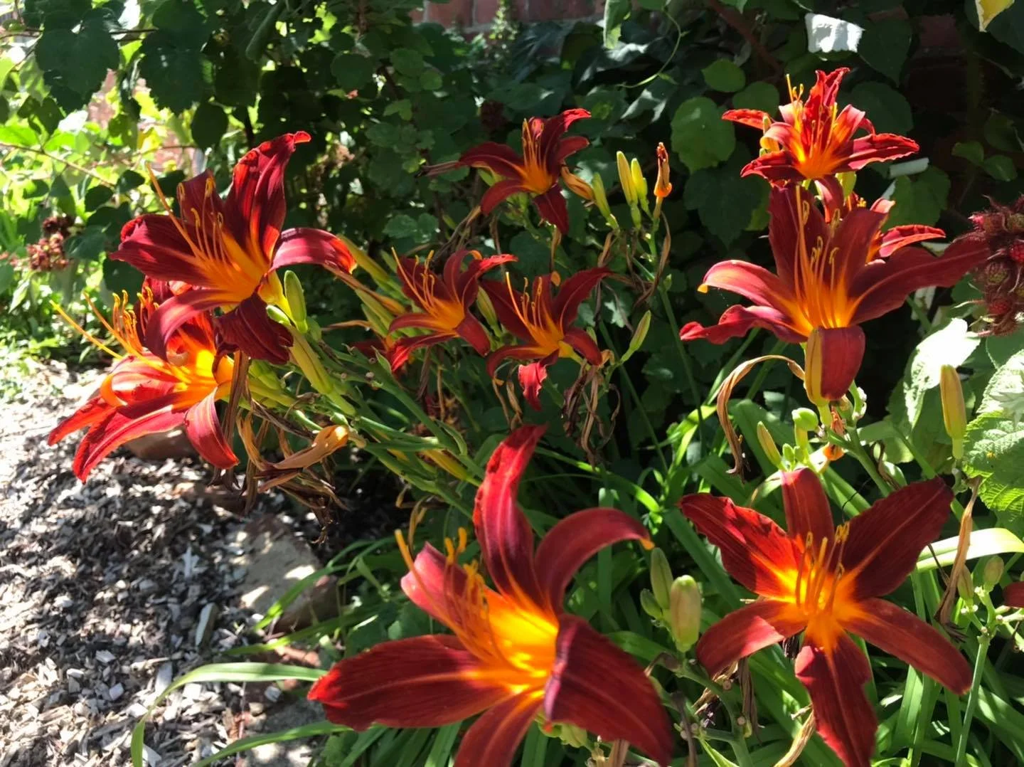 day lilies 18-7-20.jpg