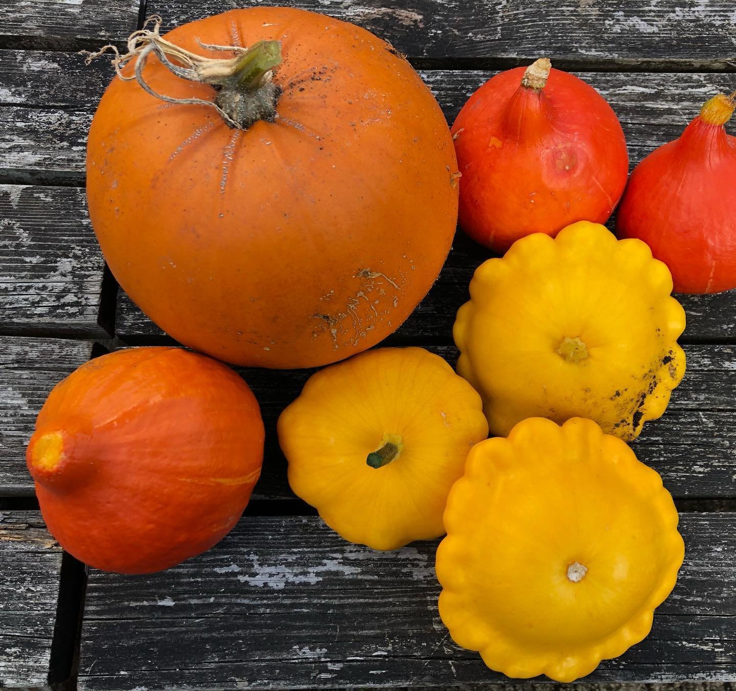 pumpkins 1-10-22.jpg