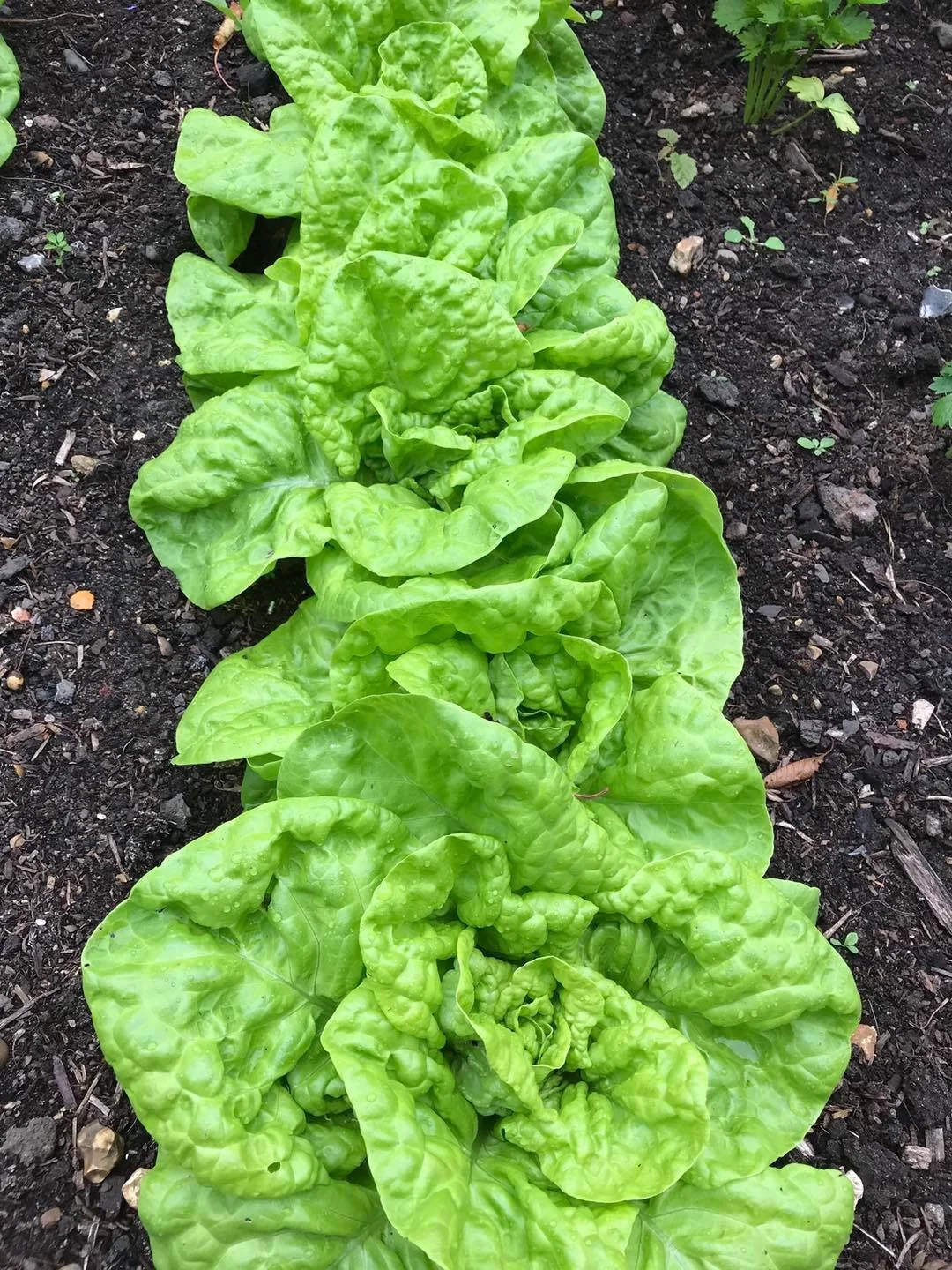 lettuce row 9-7-20.jpg
