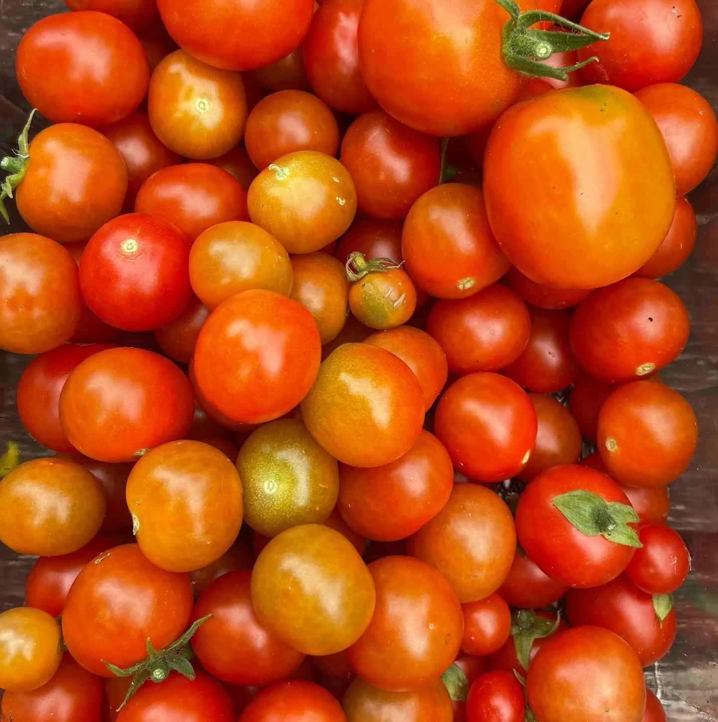 tomatoes 31-8-23.jpg
