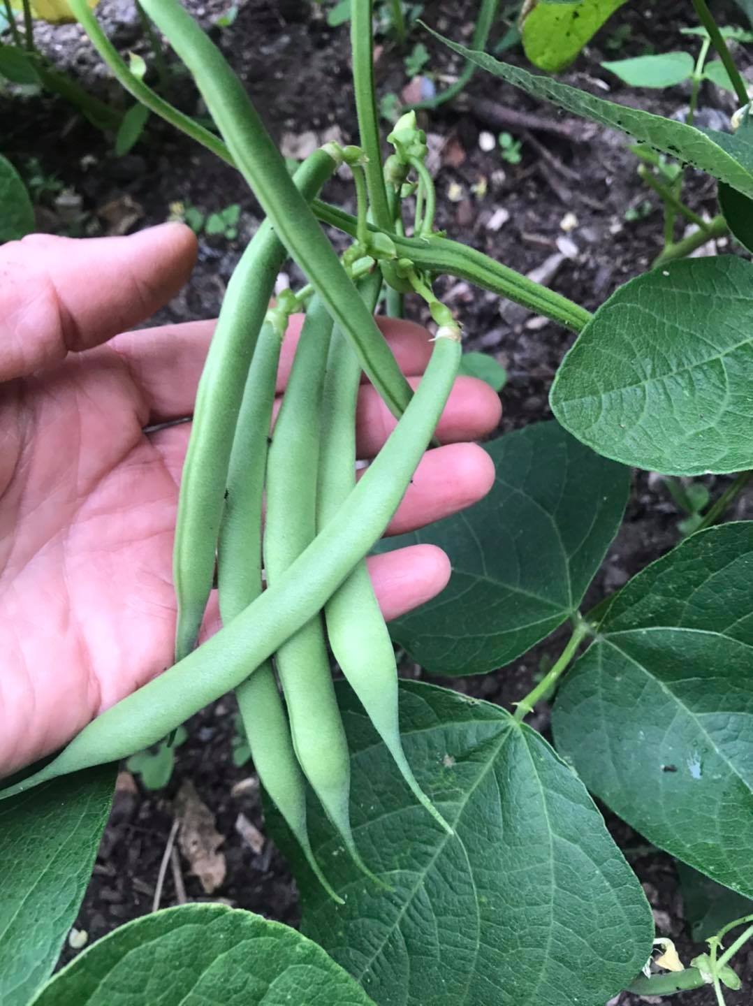 french beans 9-7-20.jpg