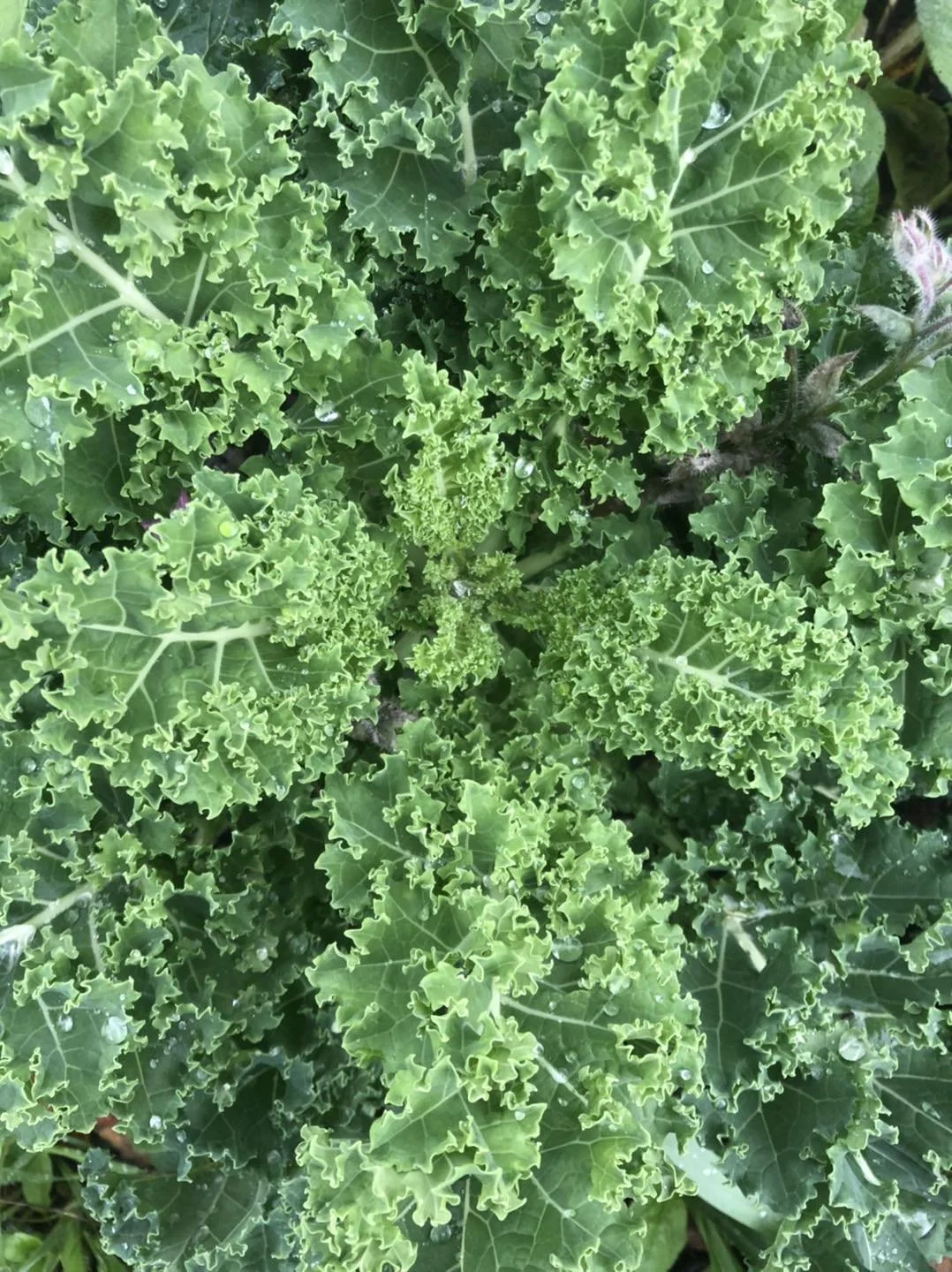 kale 4-11-22.jpg