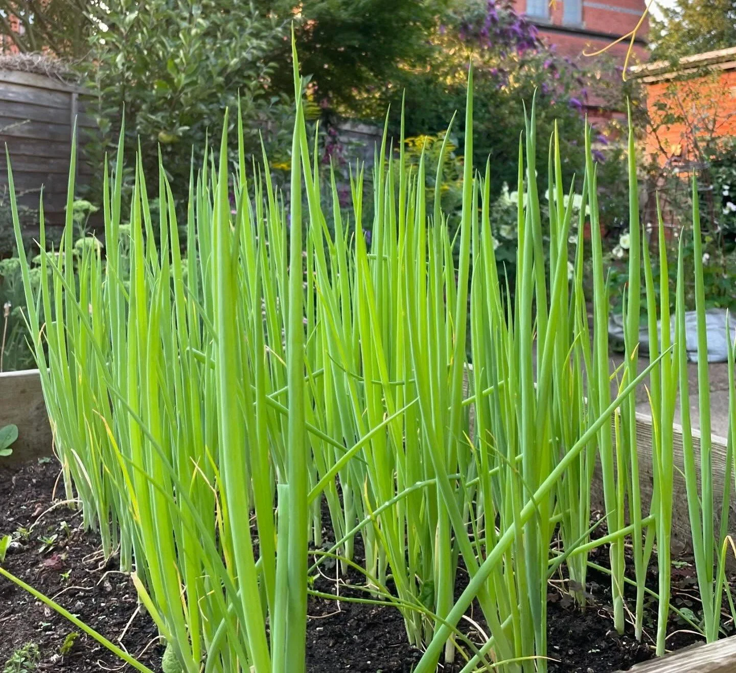 onions shoots.jpg