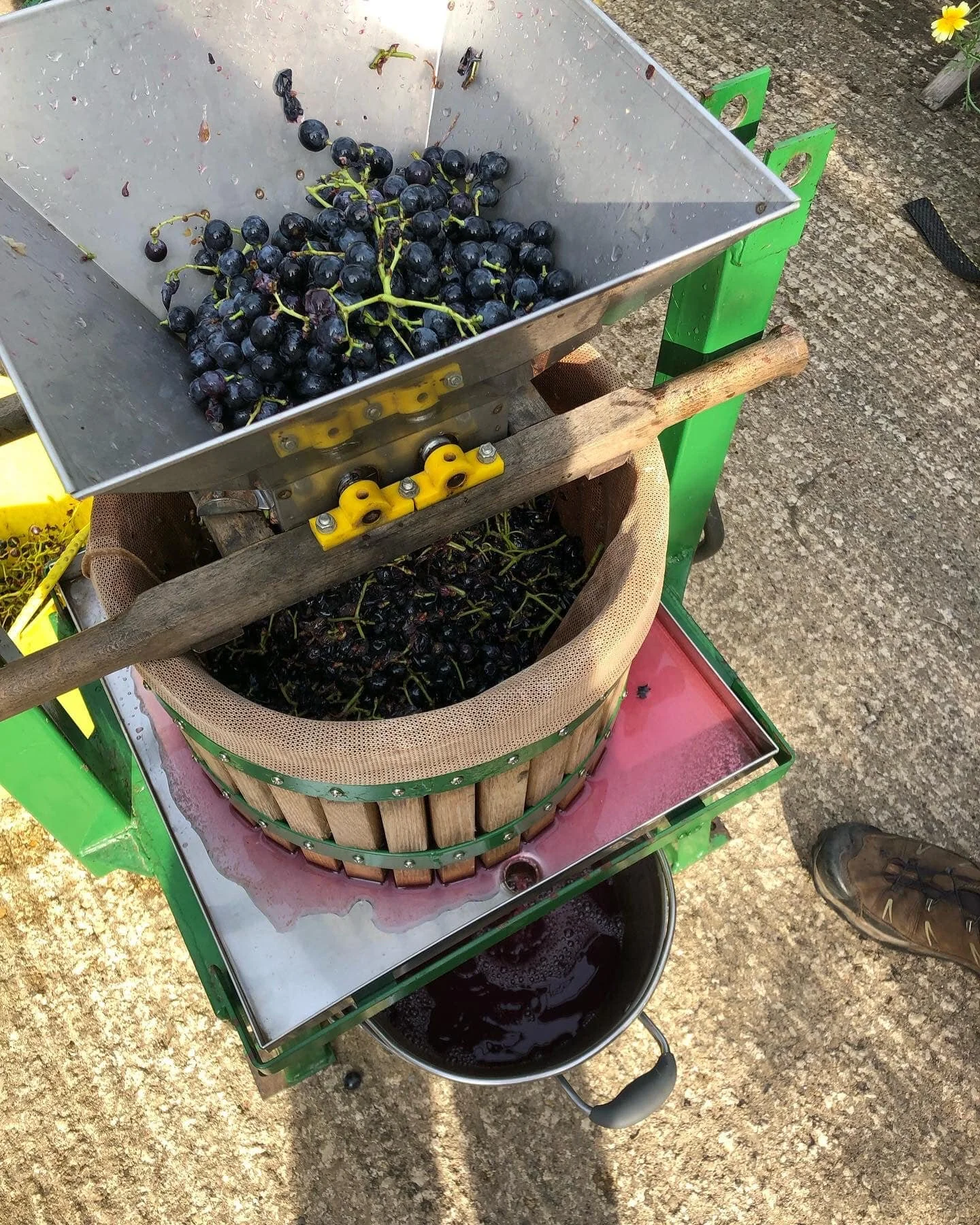grape press 23-9-22.jpg