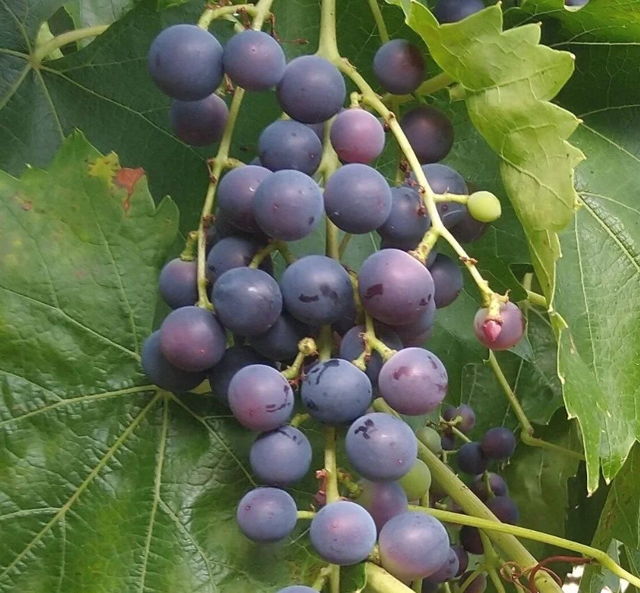 Open afternoon and grape pressing