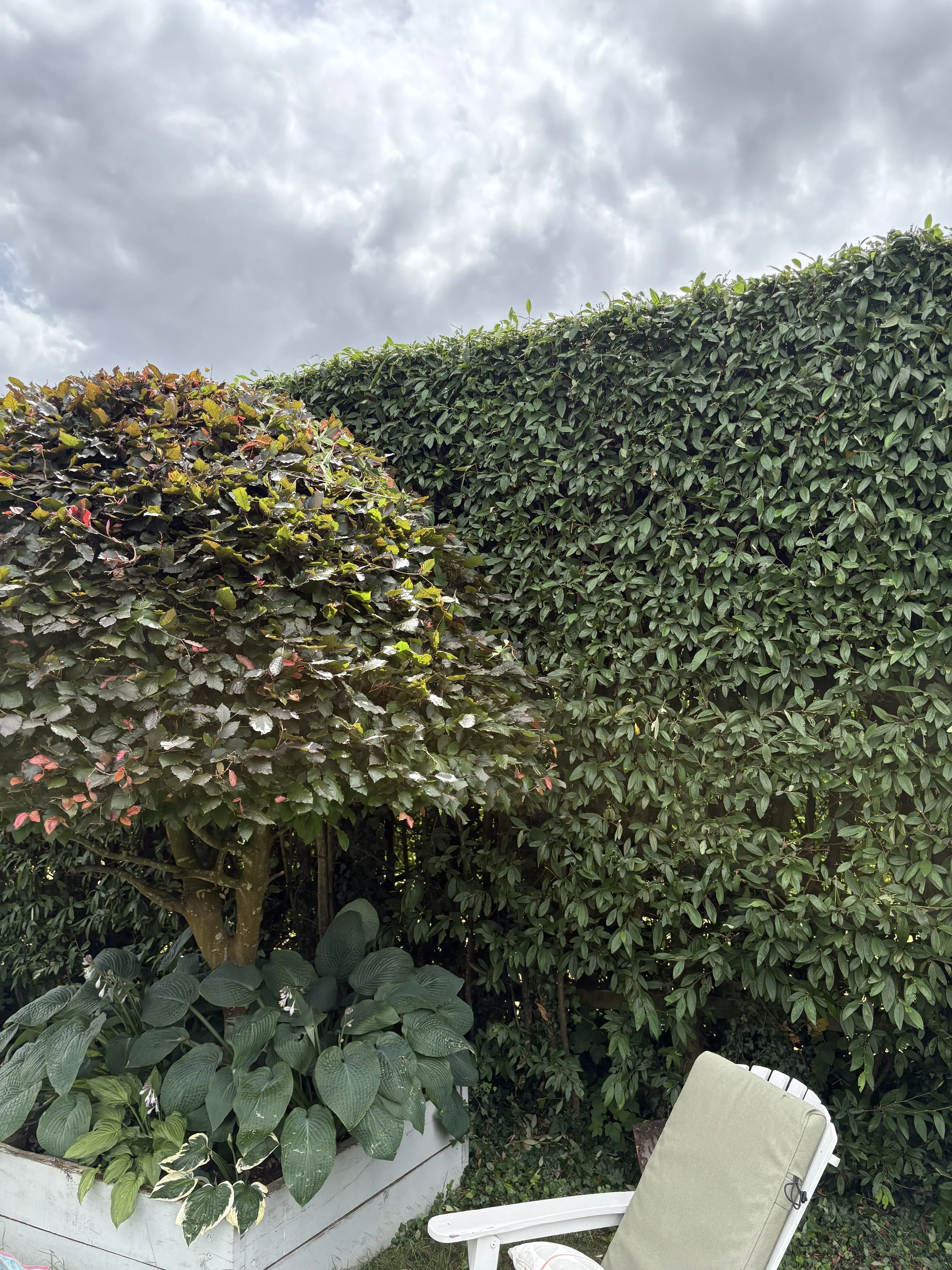 A backyard garden scene with a freshly cut large leafy green and purple plants, a tall maintained hedge in the background, and a white chair with a green cushion in the foreground. Overcast sky with gray clouds overhead.
