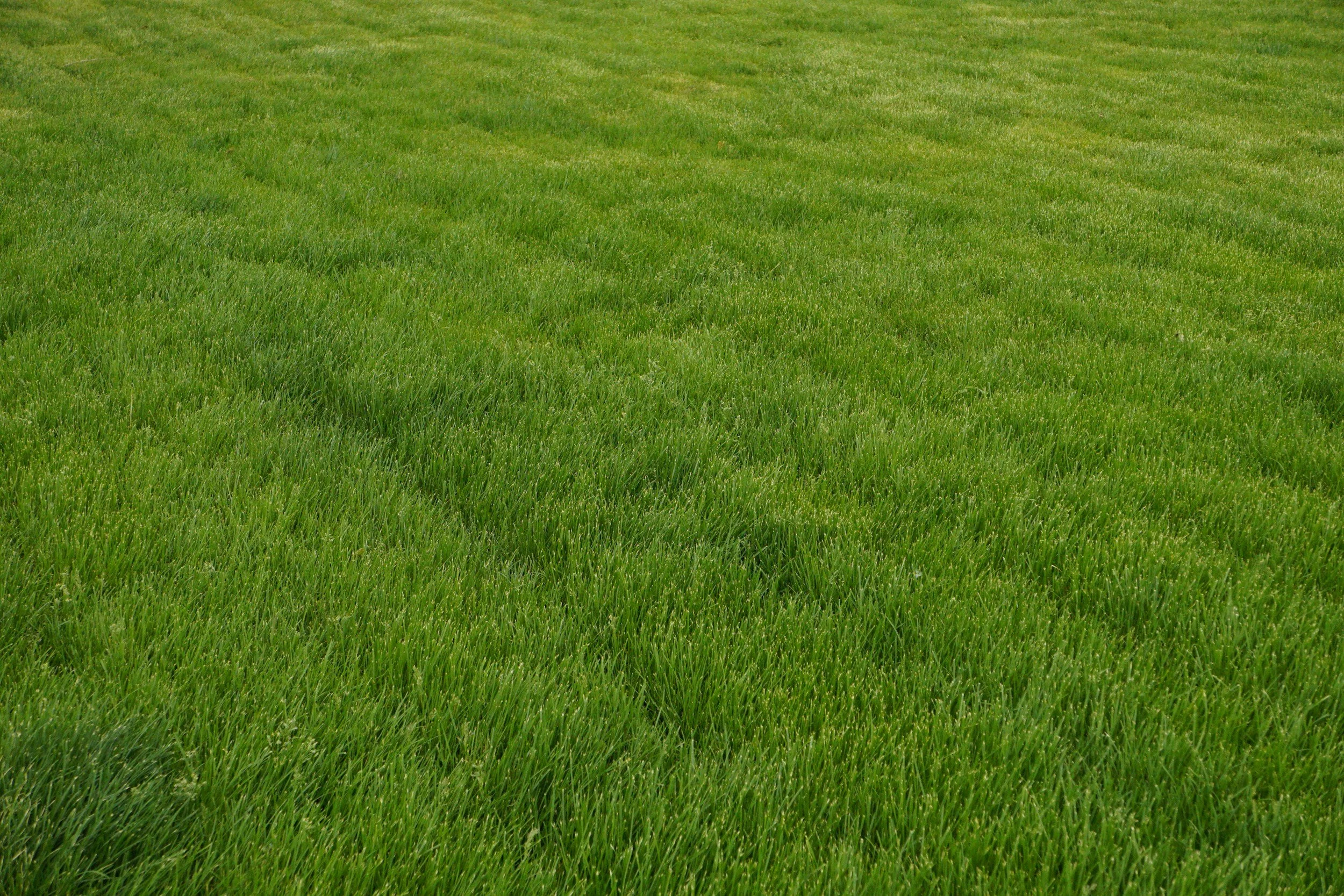 Green grass field with a uniform cut and lush appearance.