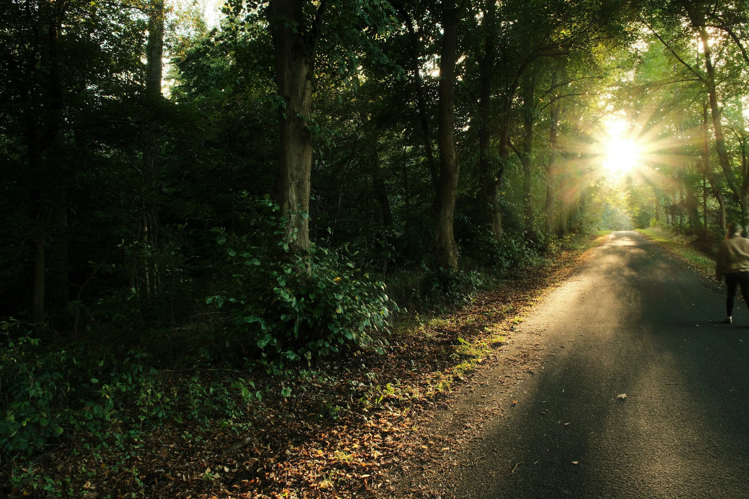 A dirt path through a green forest with sunlight filtering through the trees.
