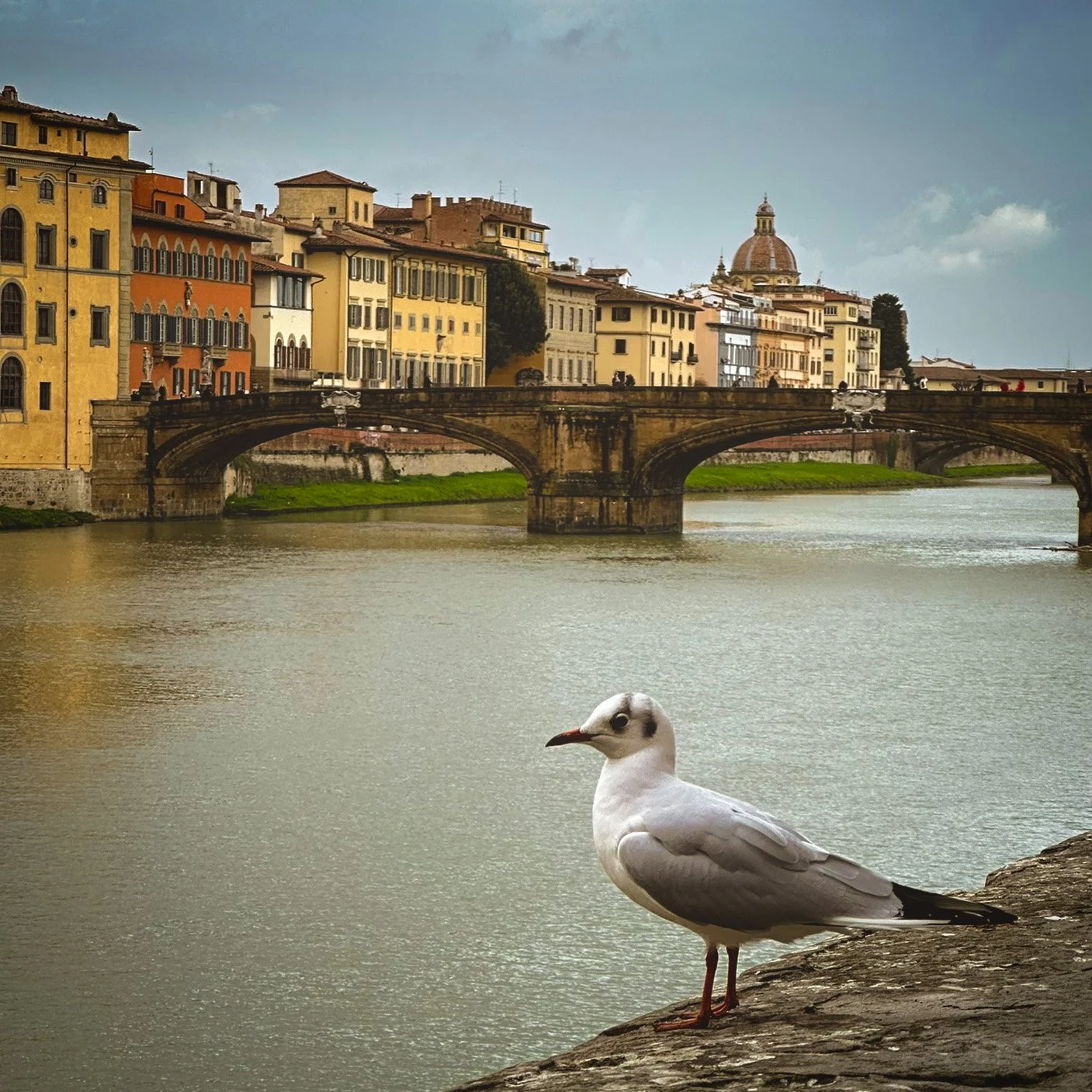 Gull e Vecchio.jpg