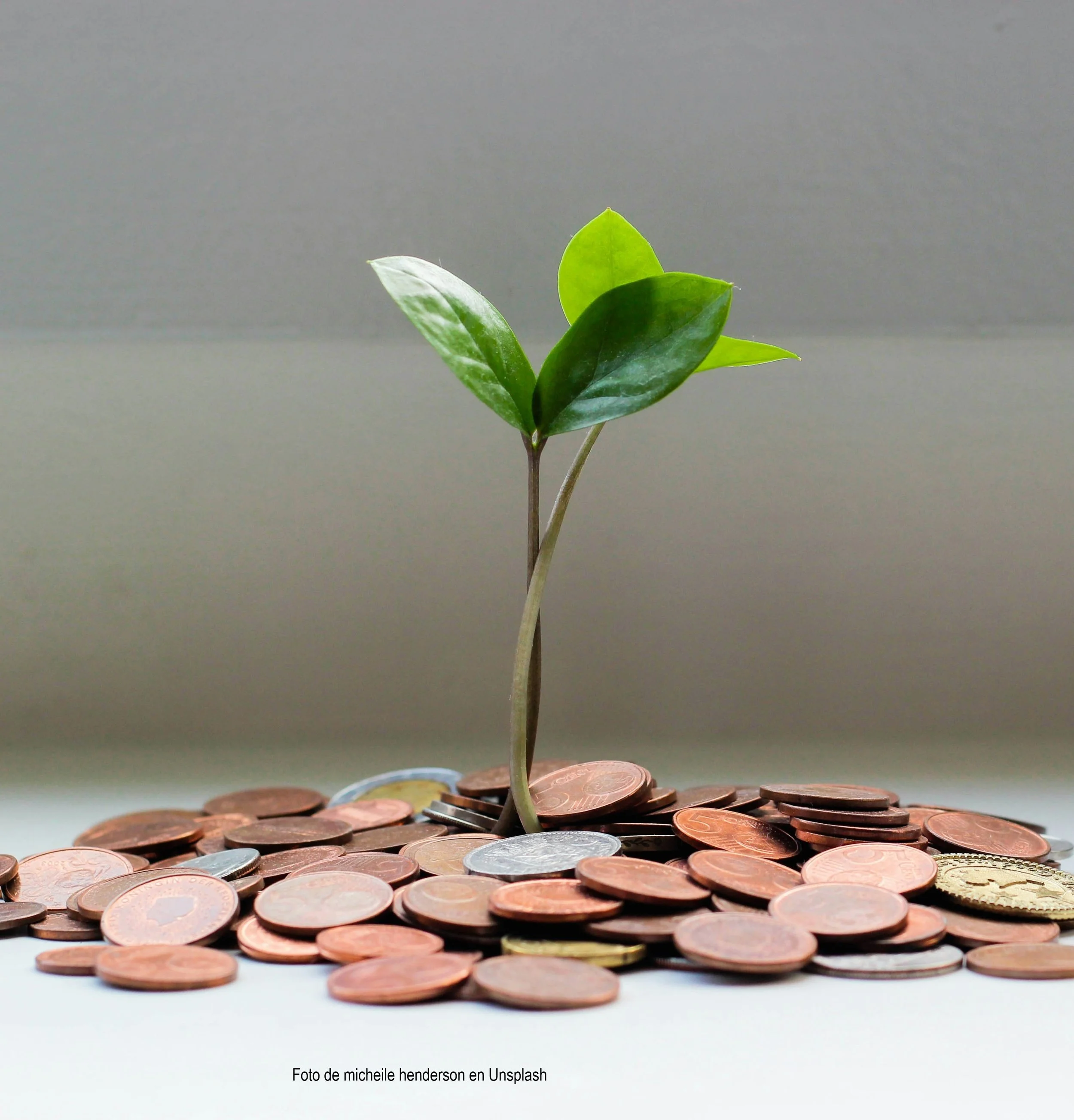 Una planta con varias hojas verdes brota de monedas de diferentes denominaciones y colores colocadas sobre una superficie.