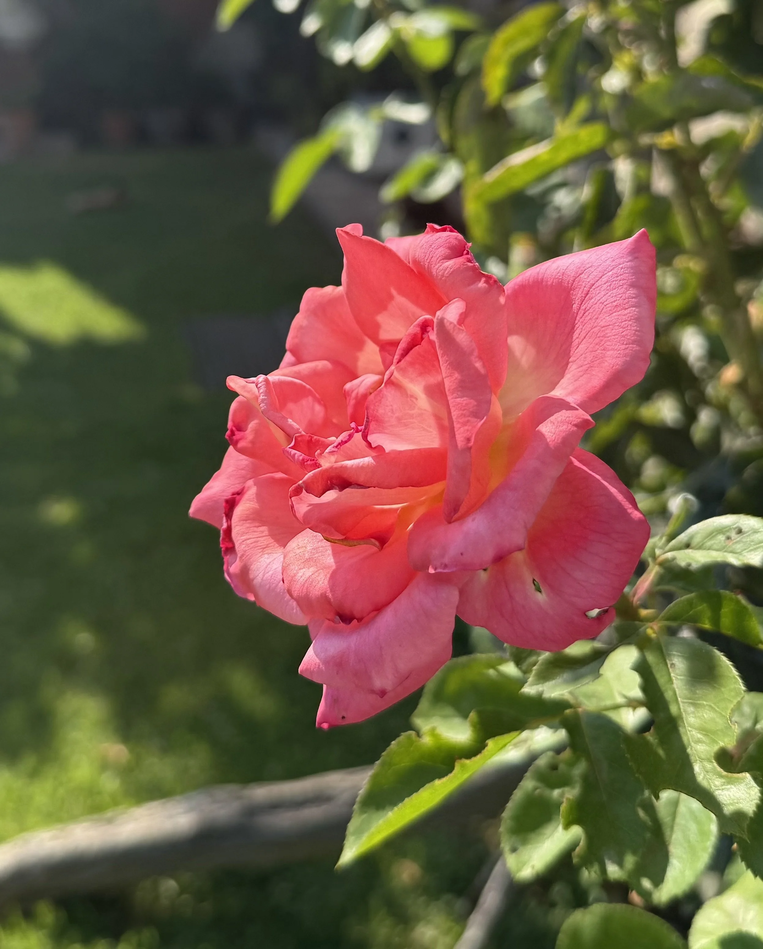 IMG_5029.jpeg