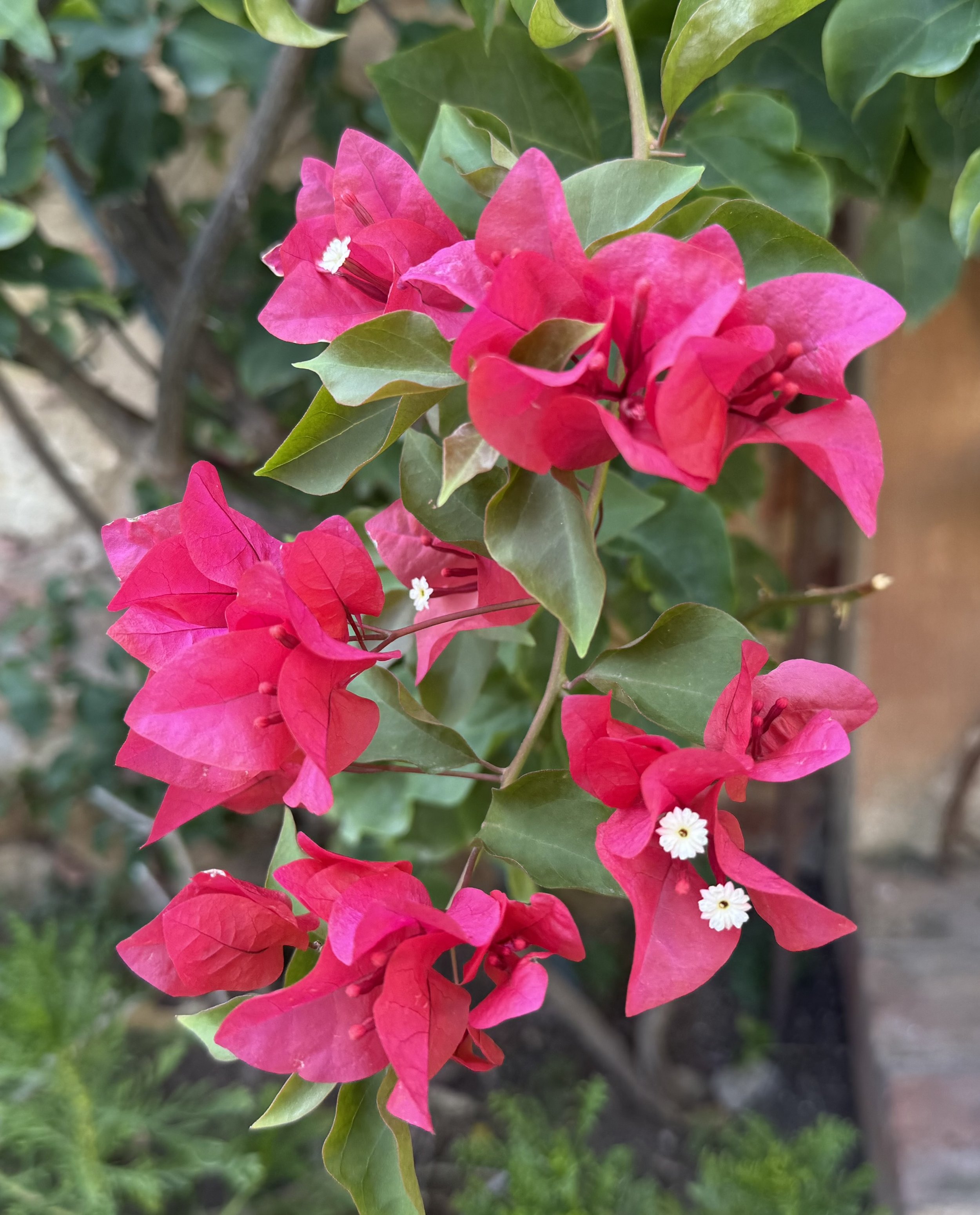 IMG_5028.jpeg