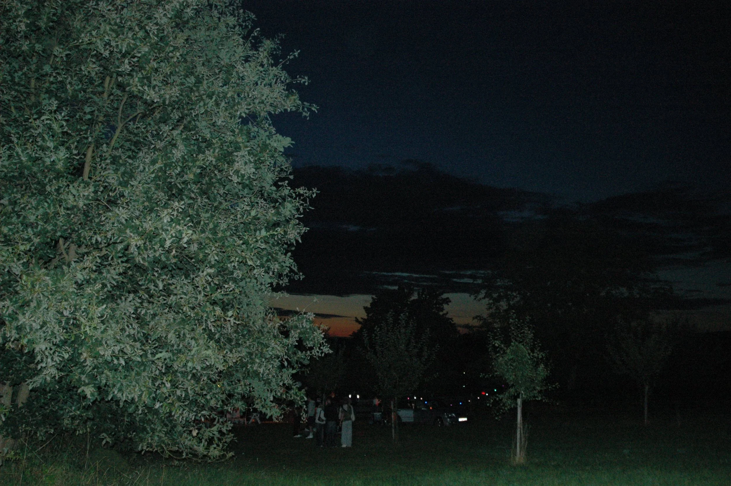 DSC_0310.JPG