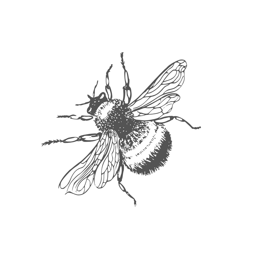 Line drawing of a bee with detailed wings, body, and antennae.